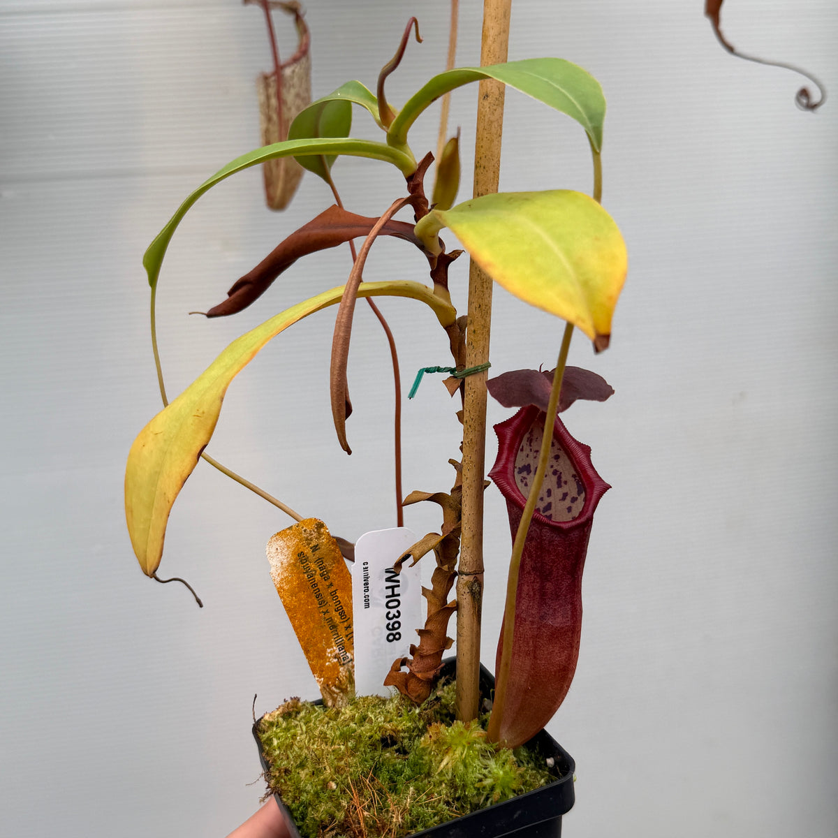 WH0398 Nepenthes (naga x bongso) x [(ventricosa x sibuyanensis) x marrilliana] (L) (Q)