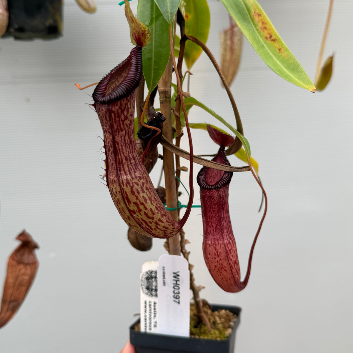 WH0397	Nepenthes ventricosa x hamata, BE-3899 (L) (Q)