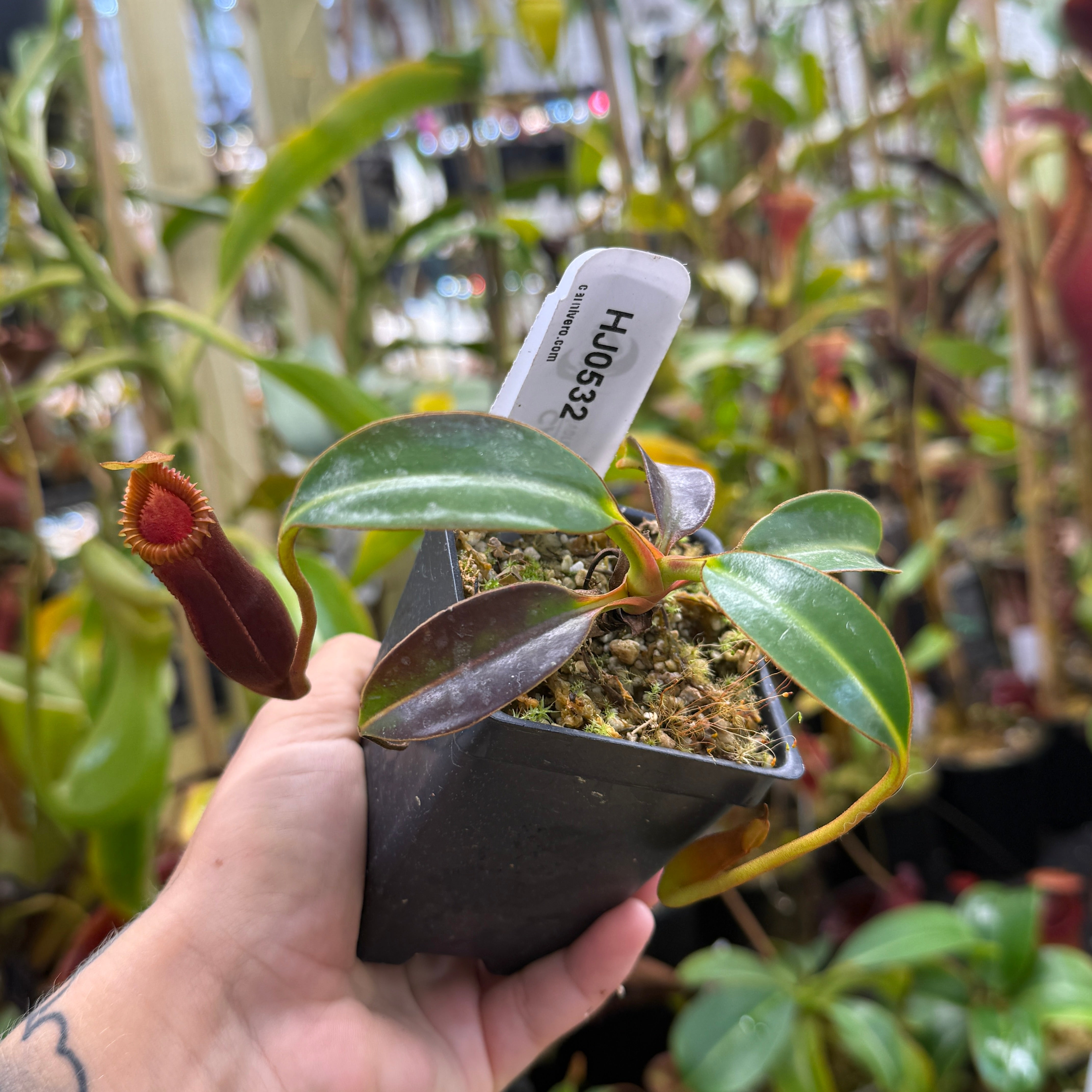 Nepenthes edwardsiana – Carnivero