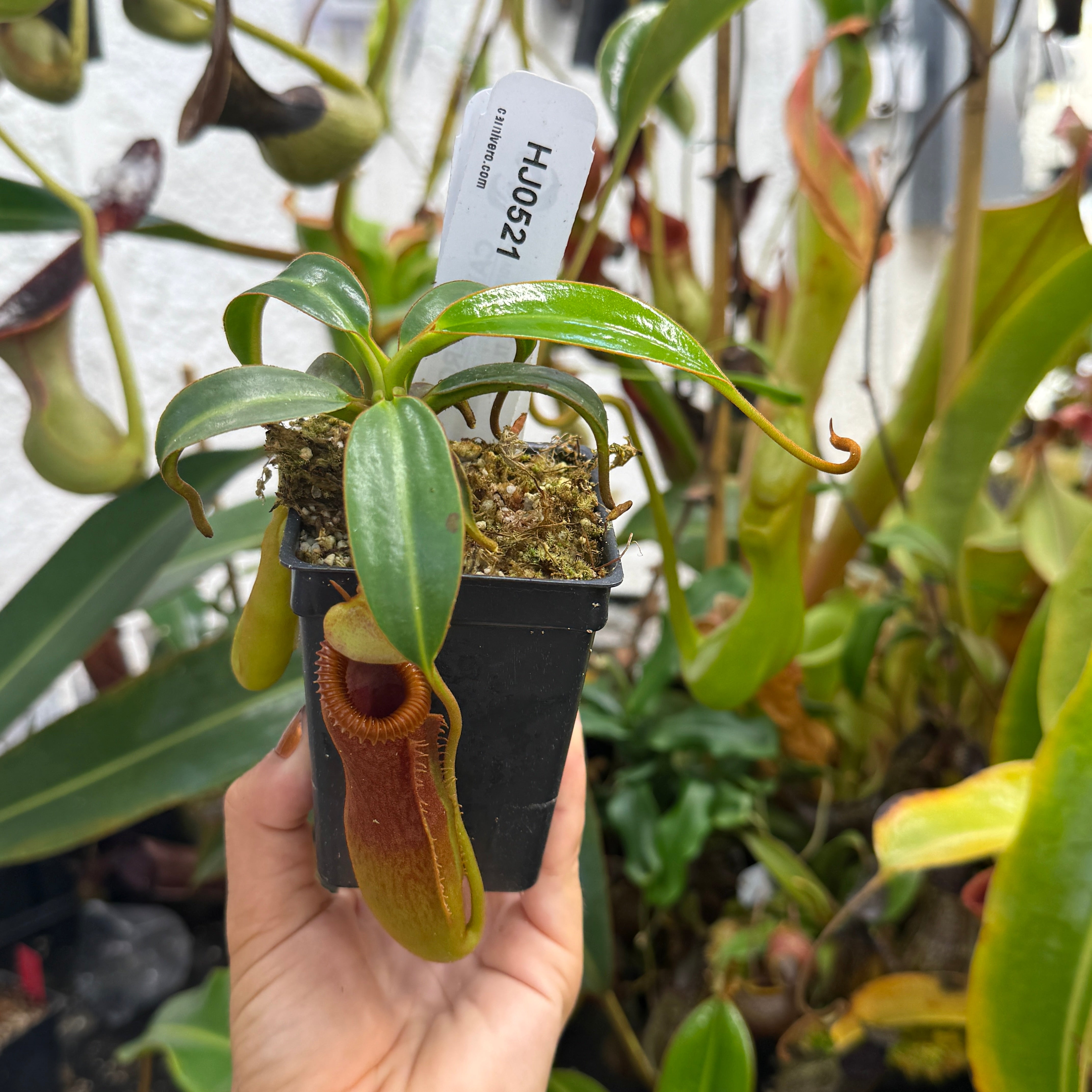 Nepenthes edwardsiana – Carnivero