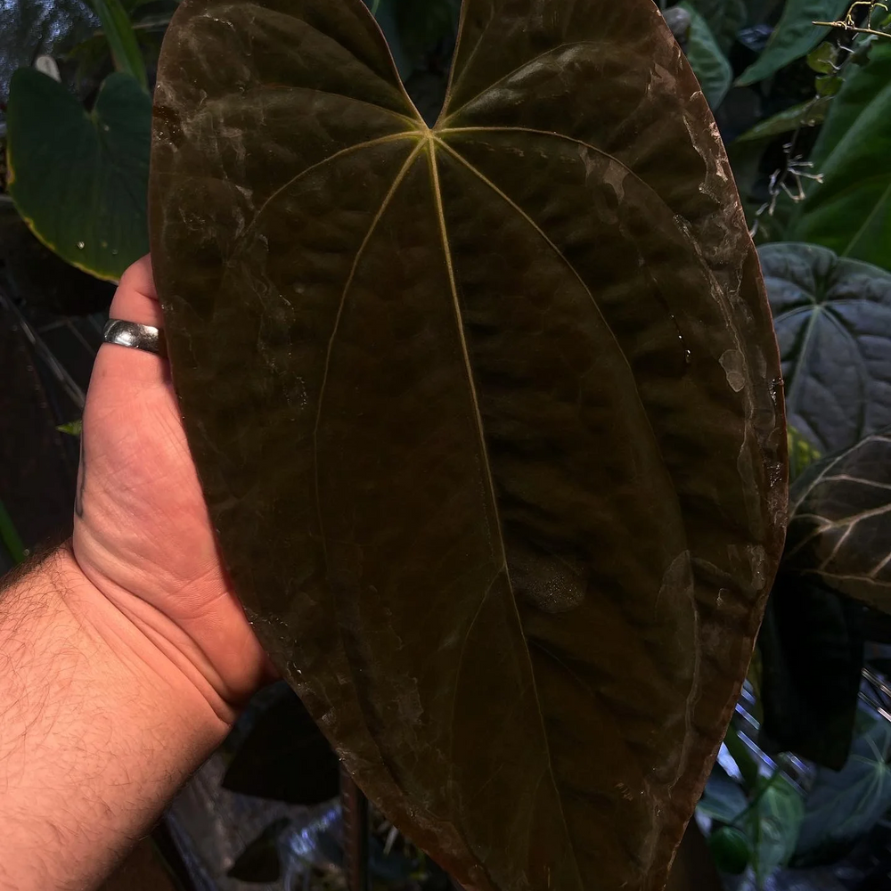 [W077] Anthurium antolakii (fka. Black Velvet Eastern Panama / BVEP)