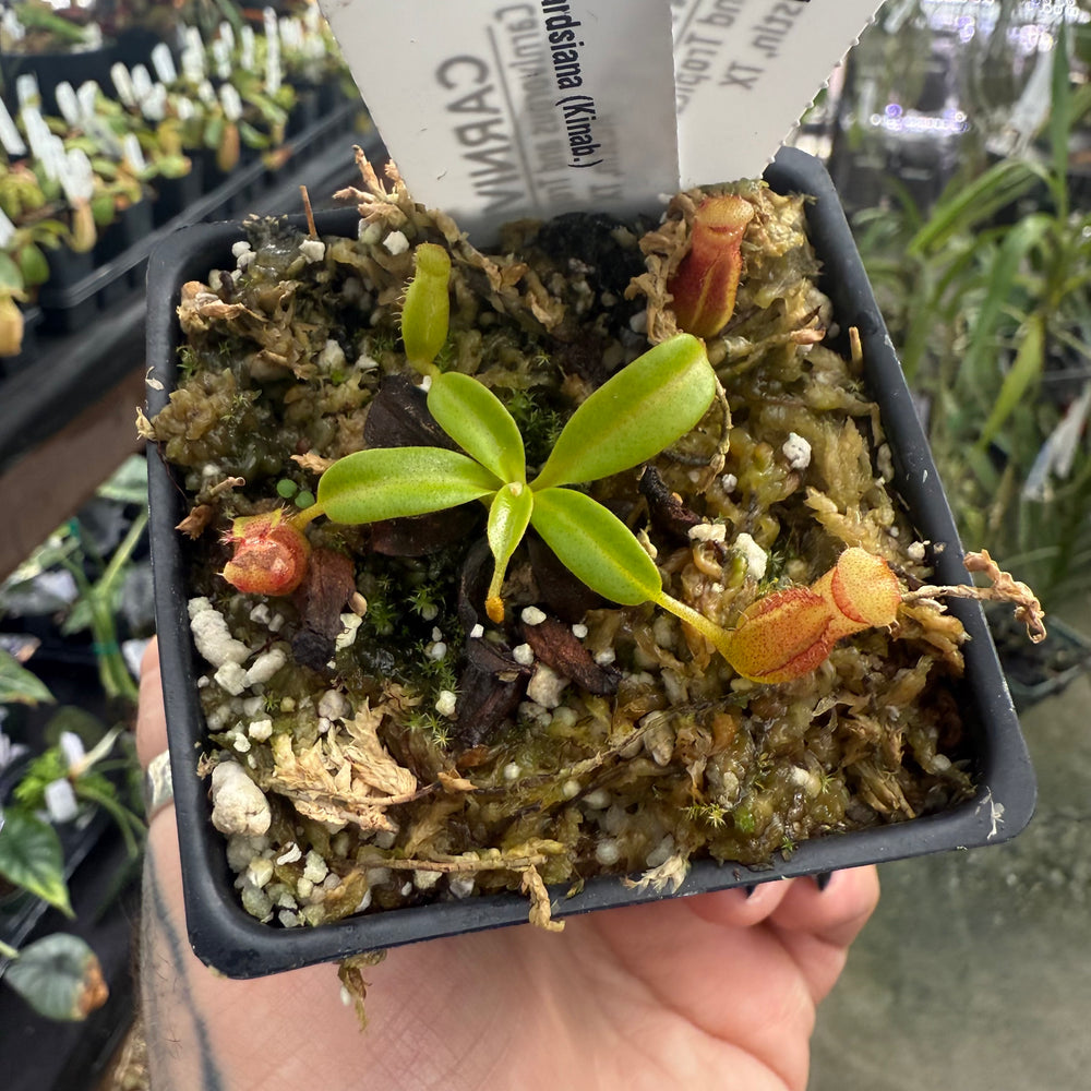 
                      
                        [W001] Nepenthes edwardsiana (kinabalu)
                      
                    