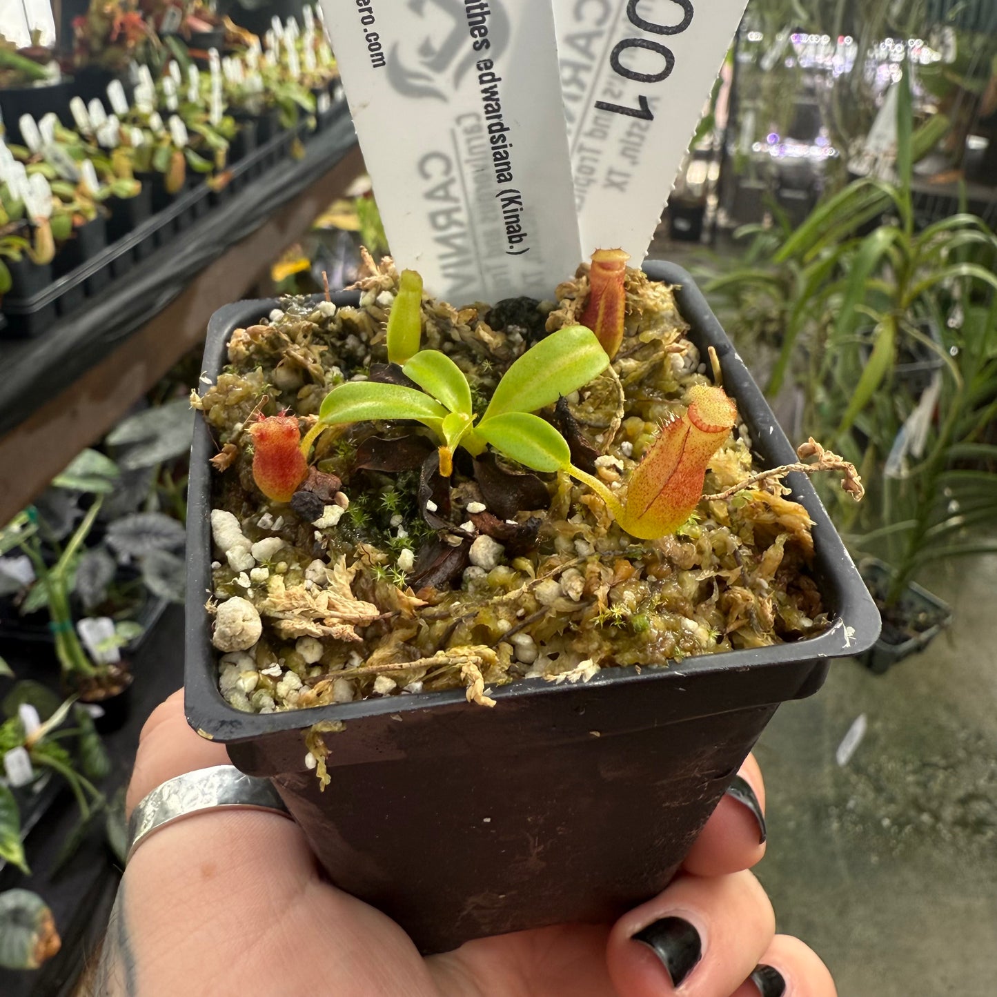 [W001] Nepenthes edwardsiana (kinabalu)