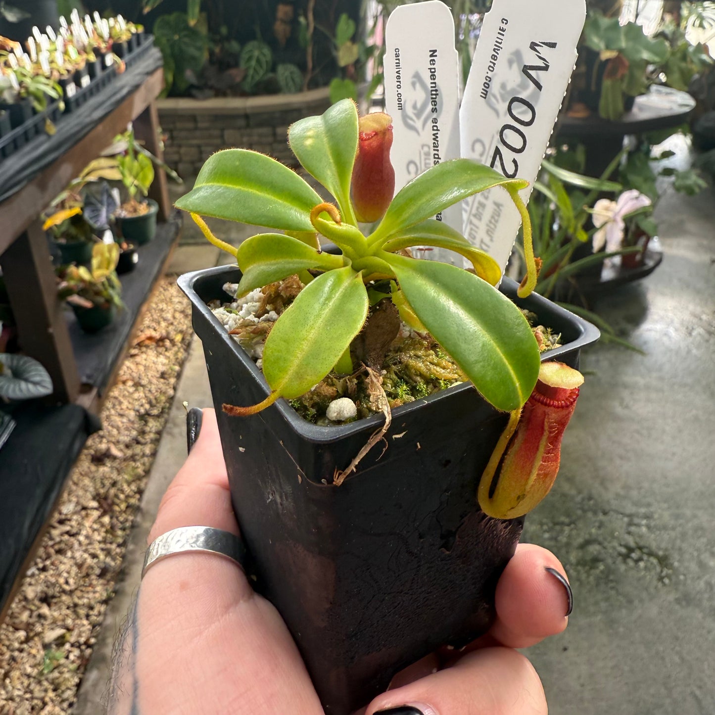 [W002] Nepenthes edwardsiana (kinabalu)