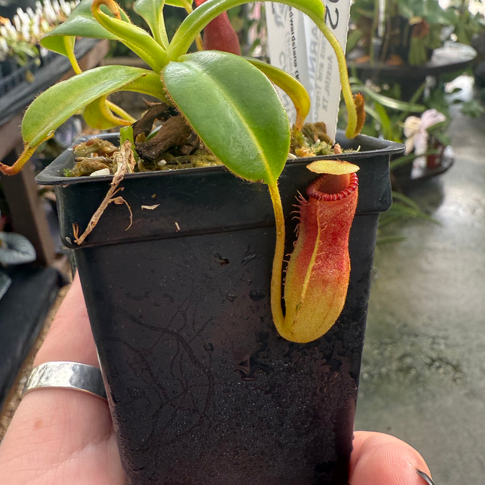
                      
                        [W002] Nepenthes edwardsiana (kinabalu)
                      
                    