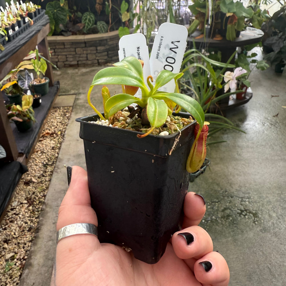 
                      
                        [W002] Nepenthes edwardsiana (kinabalu)
                      
                    