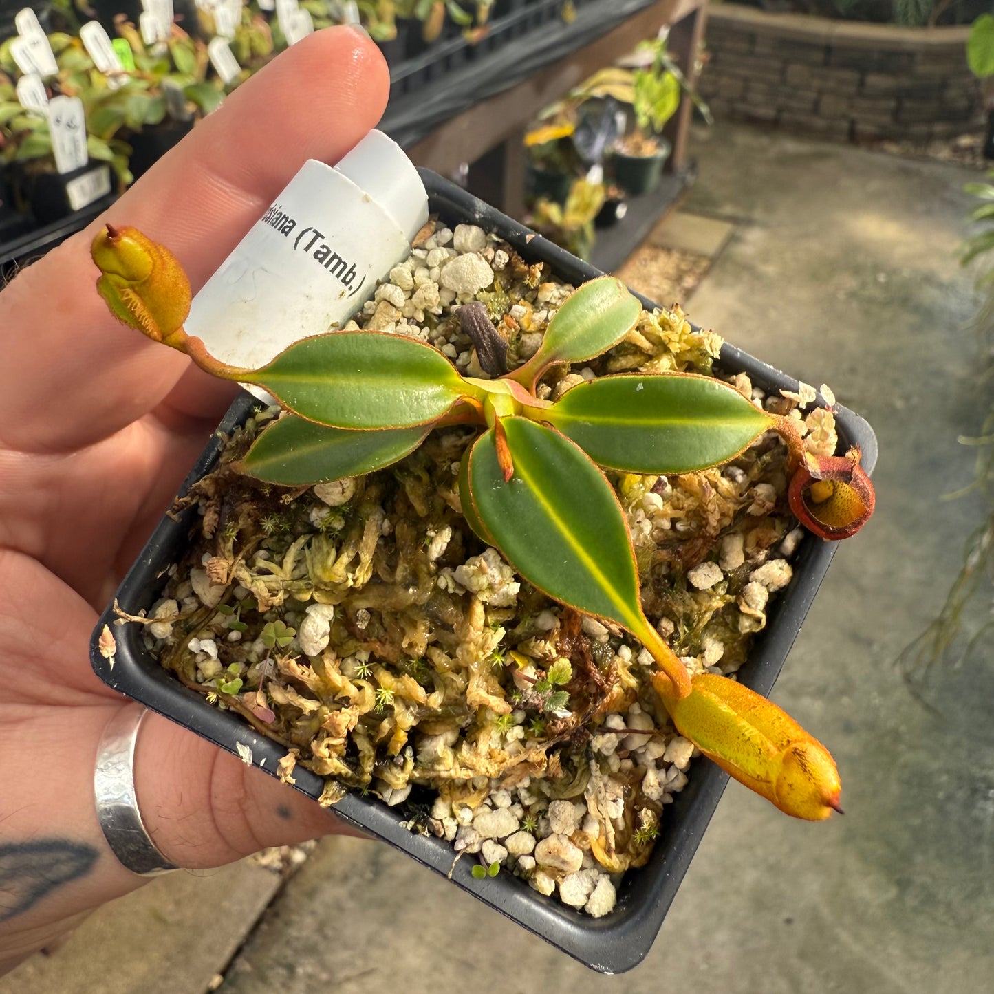 [W004] Nepenthes edwardsiana, Clone: 05 (Tambusisi)