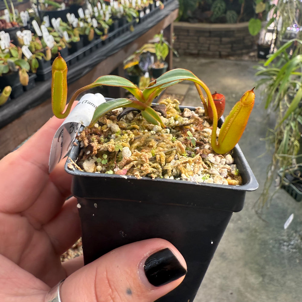
                      
                        [W004] Nepenthes edwardsiana, Clone: 05 (Tambusisi)
                      
                    