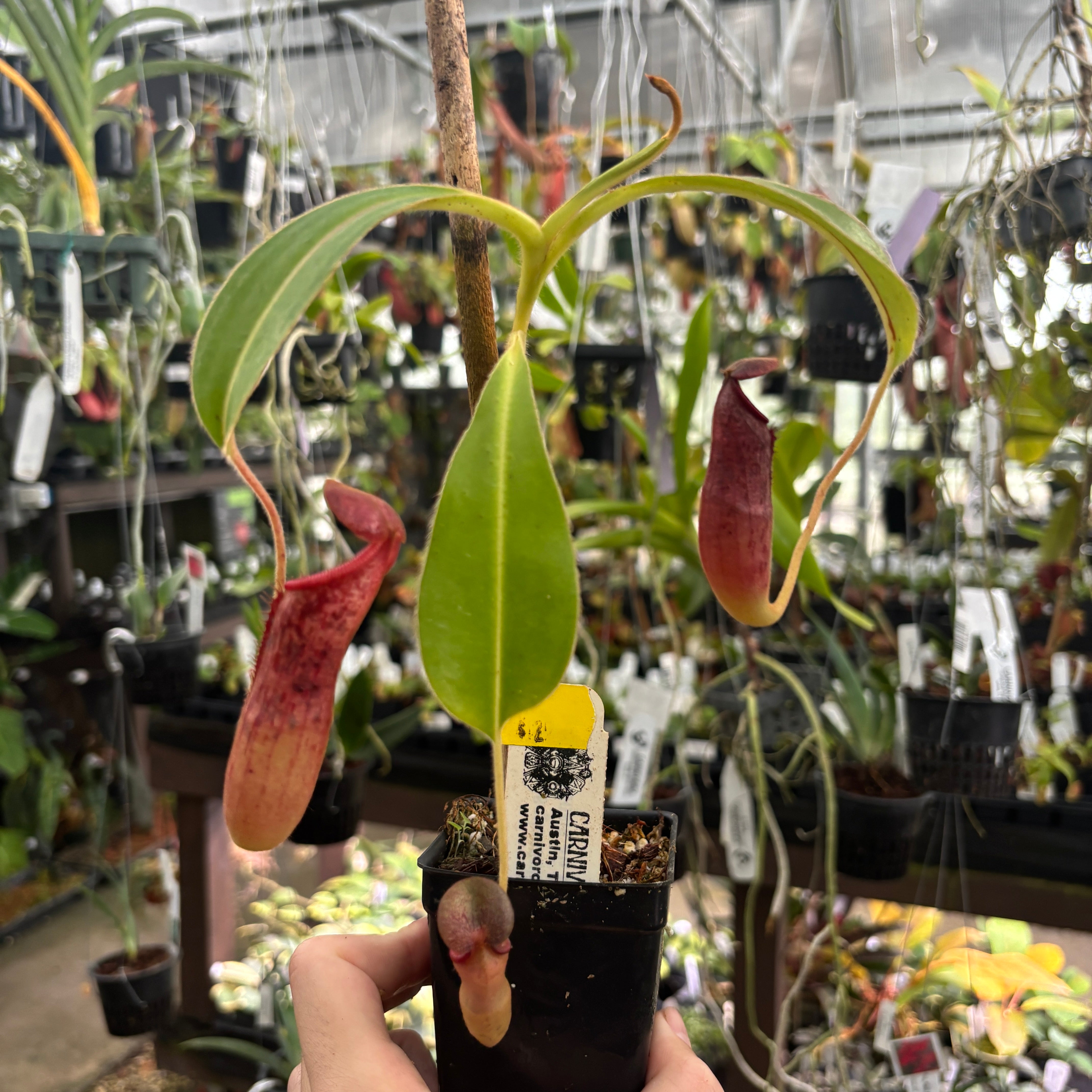 Nepenthes glandulifera x Trusmadiensis – Carnivero