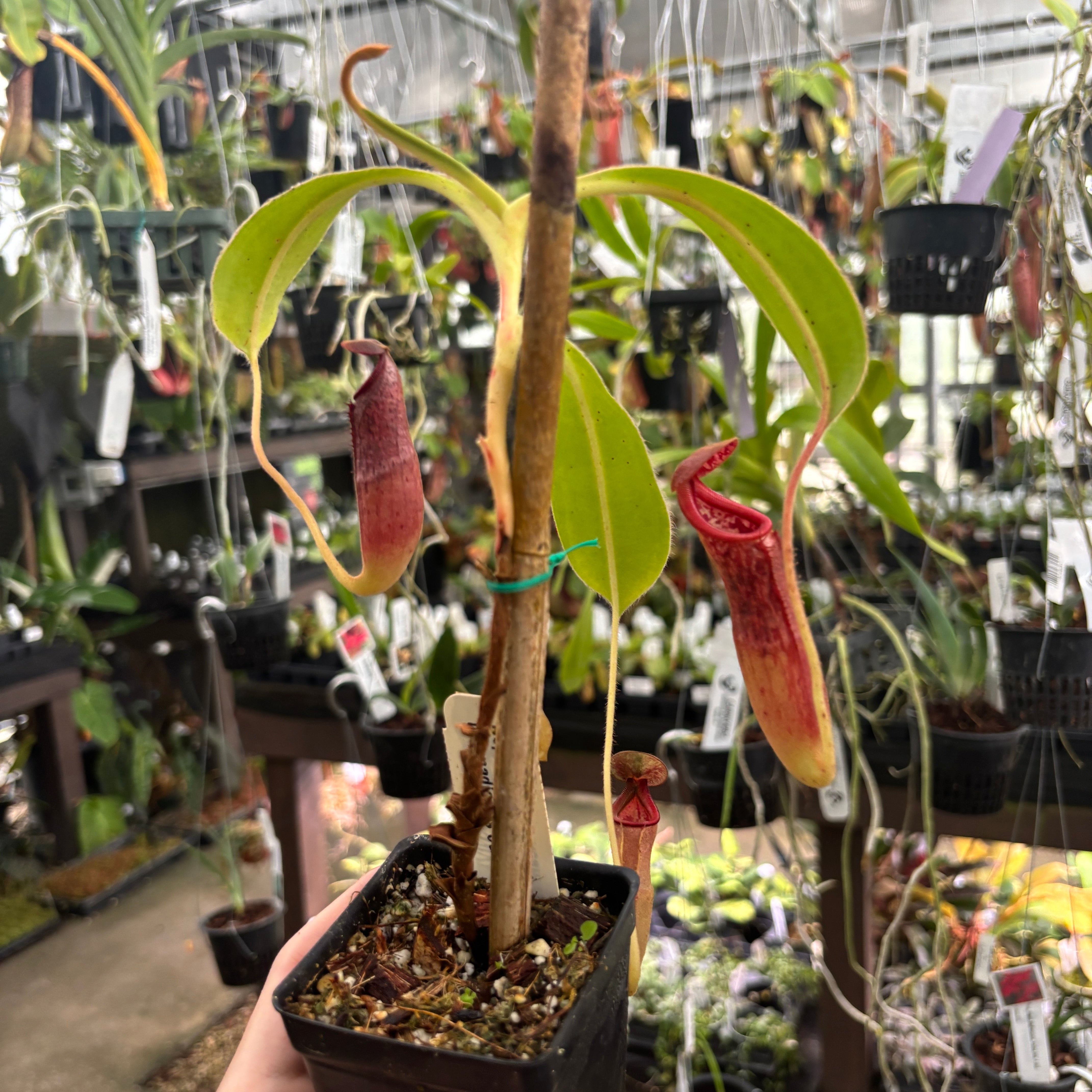 Nepenthes glandulifera x Trusmadiensis – Carnivero