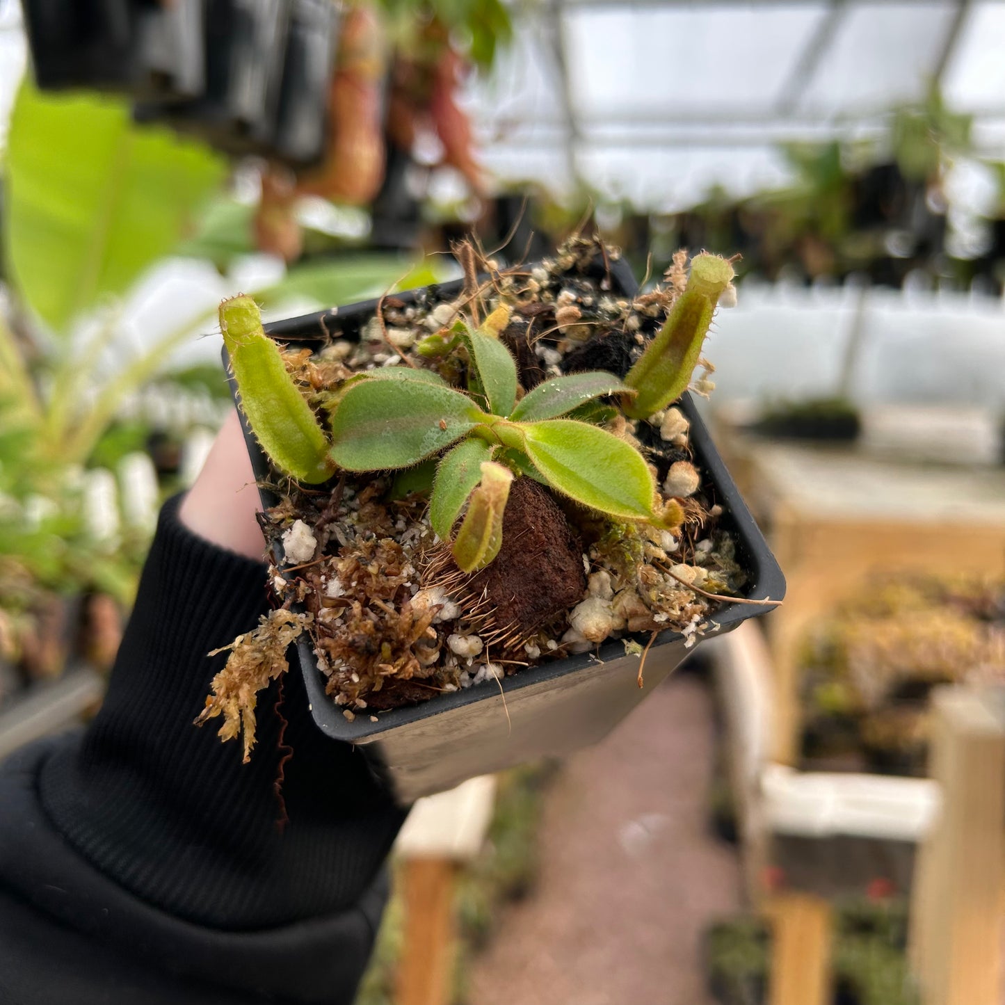 Nepenthes veitchii [('Murud' x 'Candy') Best Clone x 'Candy Dreams'), CAR-0678