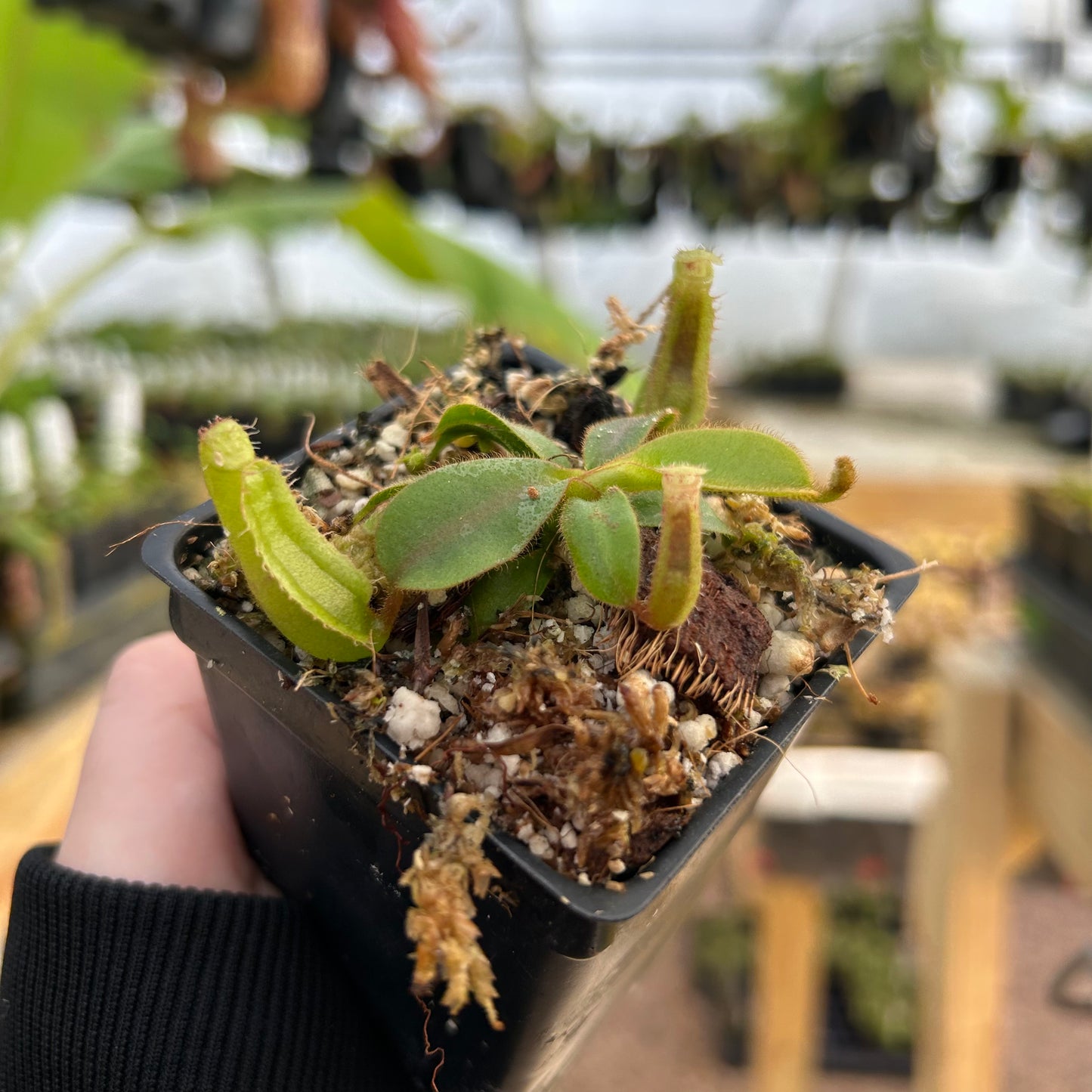 Nepenthes veitchii [(Murud x Candy)-Best Clone x 'Candy Dreams Nepenthes veitchii [(Murud x Candy)-Best Clone x 'Candy Dreams