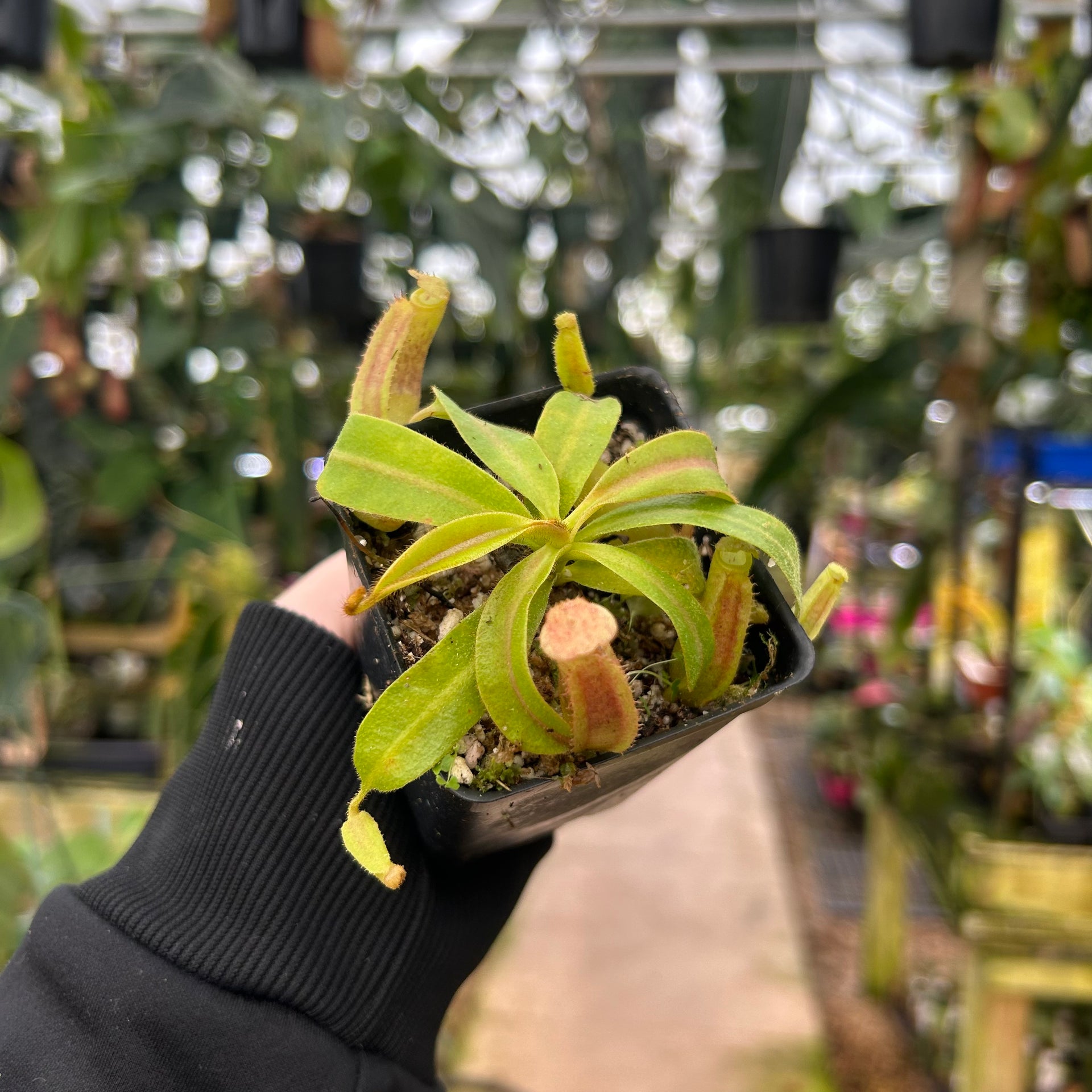 Nepenthes 'Whisper' x veitchii 'Cobra', CAR-0410 – Carnivero
