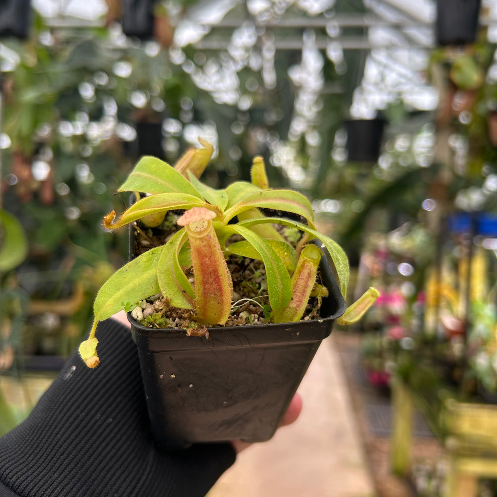 
                      
                        Nepenthes 'Whisper' x veitchii 'Cobra', CAR-0410
                      
                    