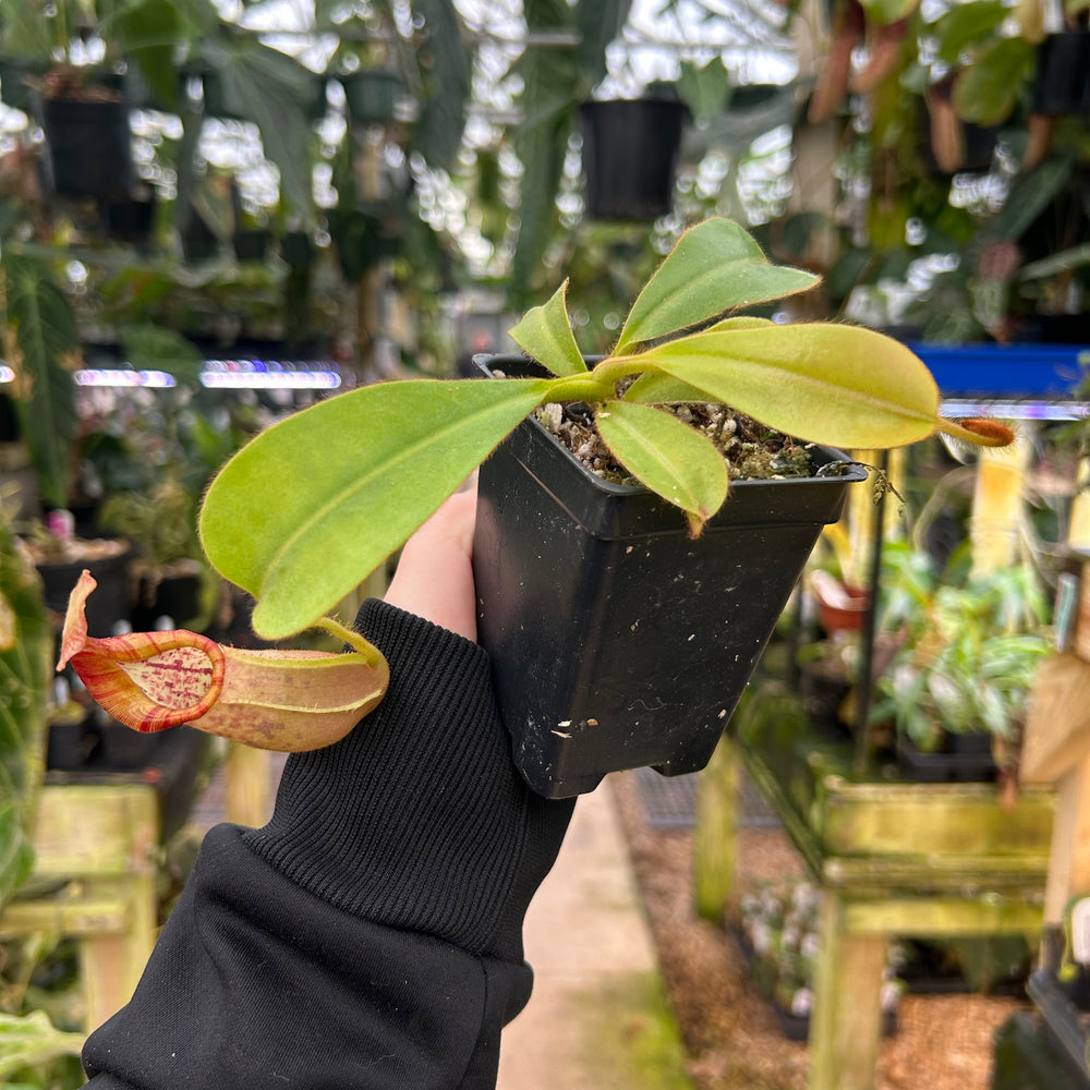 
                      
                        Nepenthes 'Whisper' x veitchii 'Cobra', CAR-0410
                      
                    