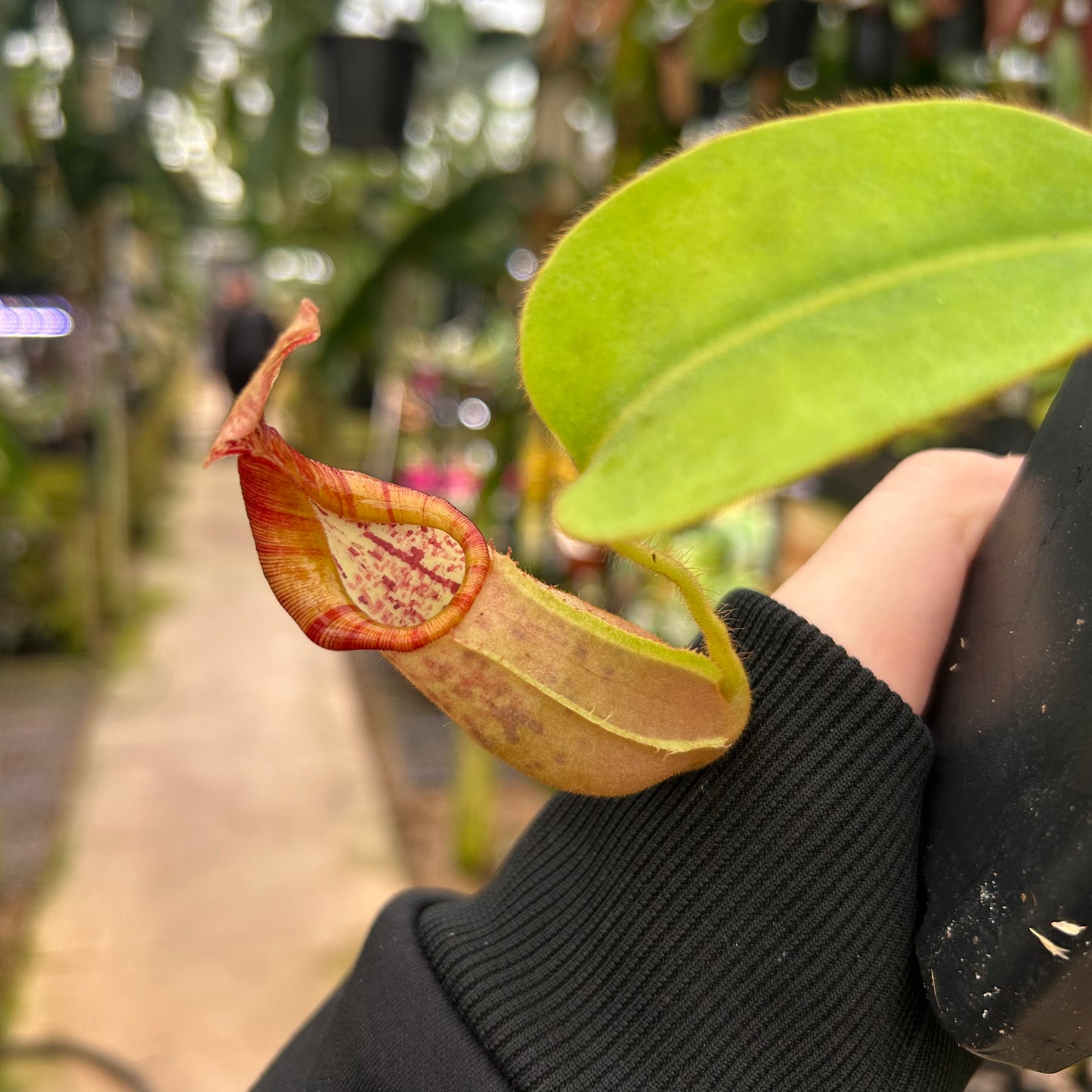 Nepenthes 'Whisper' x veitchii 'Cobra', CAR-0410 – Carnivero Nepenthes 'Whisper' x veitchii 'Cobra', CAR-0410 – Carnivero