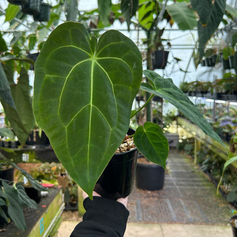 Large heart shaped leaf from Anthurium crystallinum ex Antioquia x papillilaminum with bright pale veins held in a hand