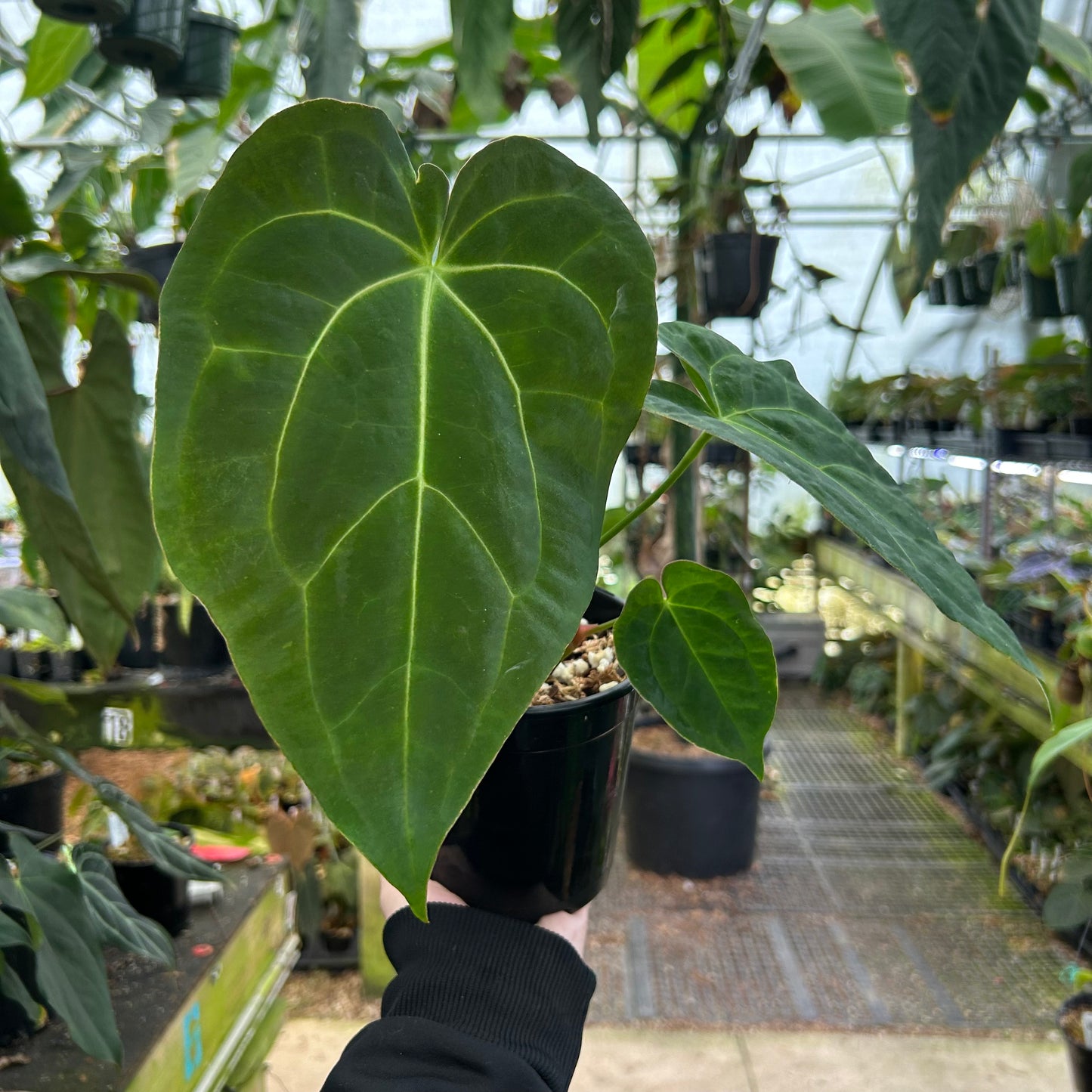 Anthurium crystallinum ex Antioquia x papillilaminum, CAR-0982