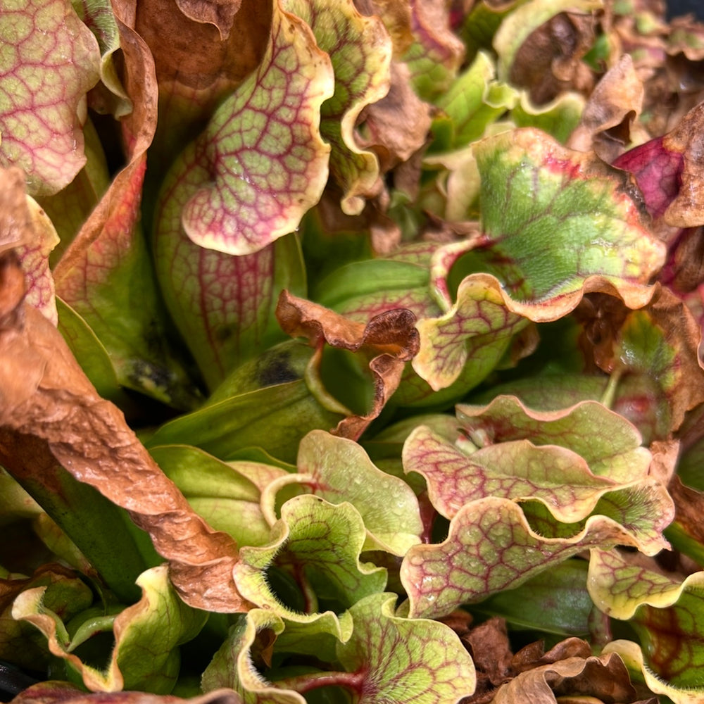 
                      
                        Sarracenia purpurea
                      
                    