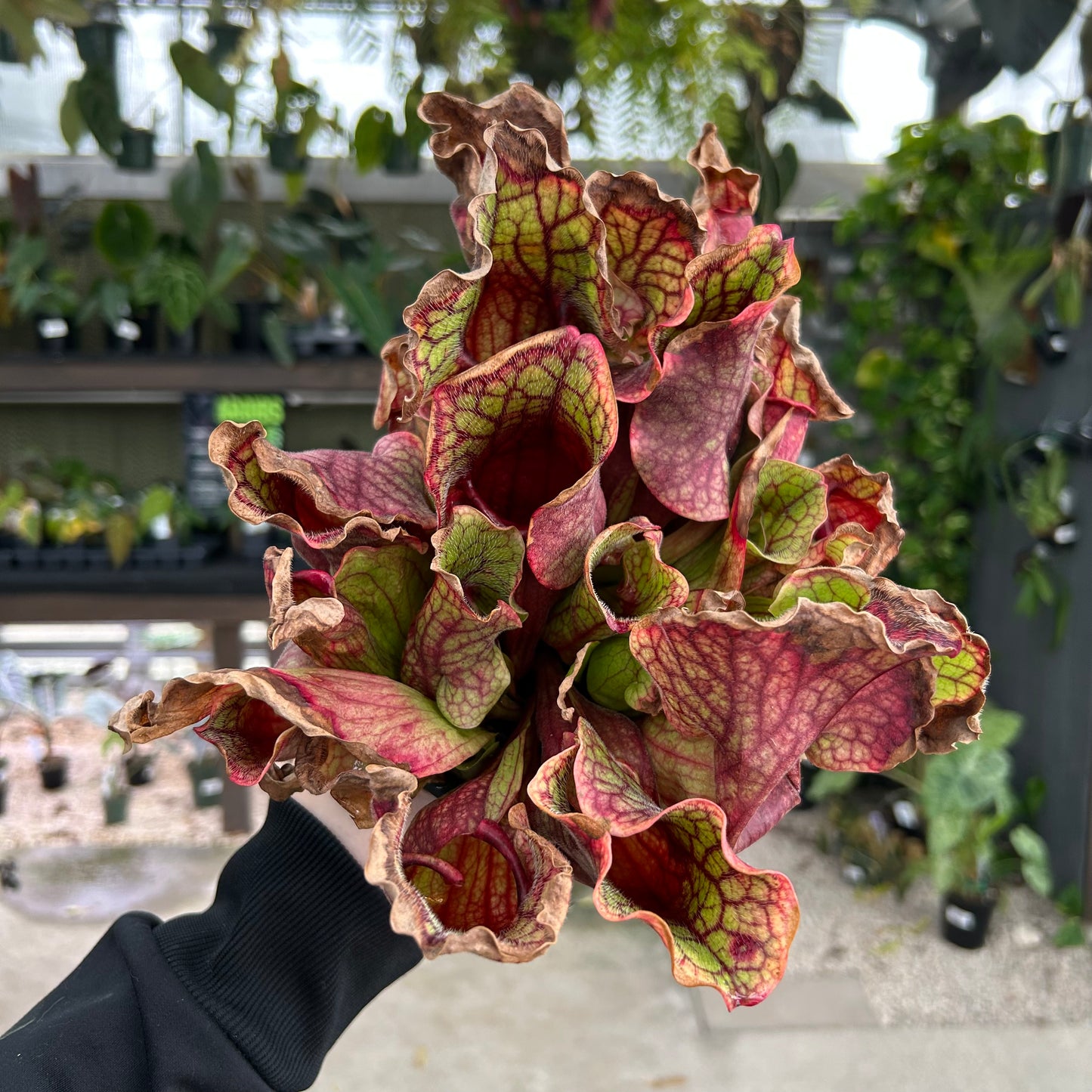 sarracenia potting mix Sarracenia purpurea – Carnivero