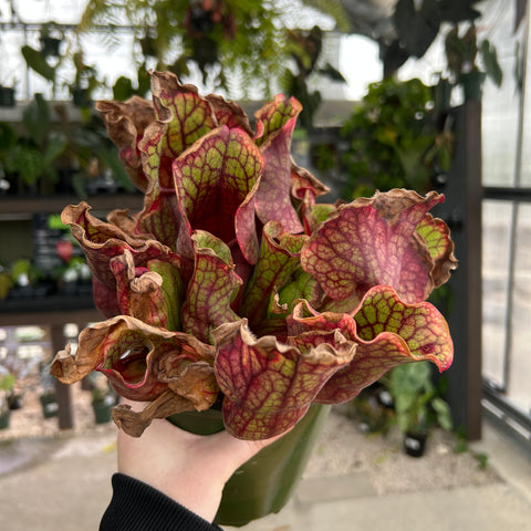 Sarracenia purpurea pitcher plant with pink and green veined leaves held in a green pot