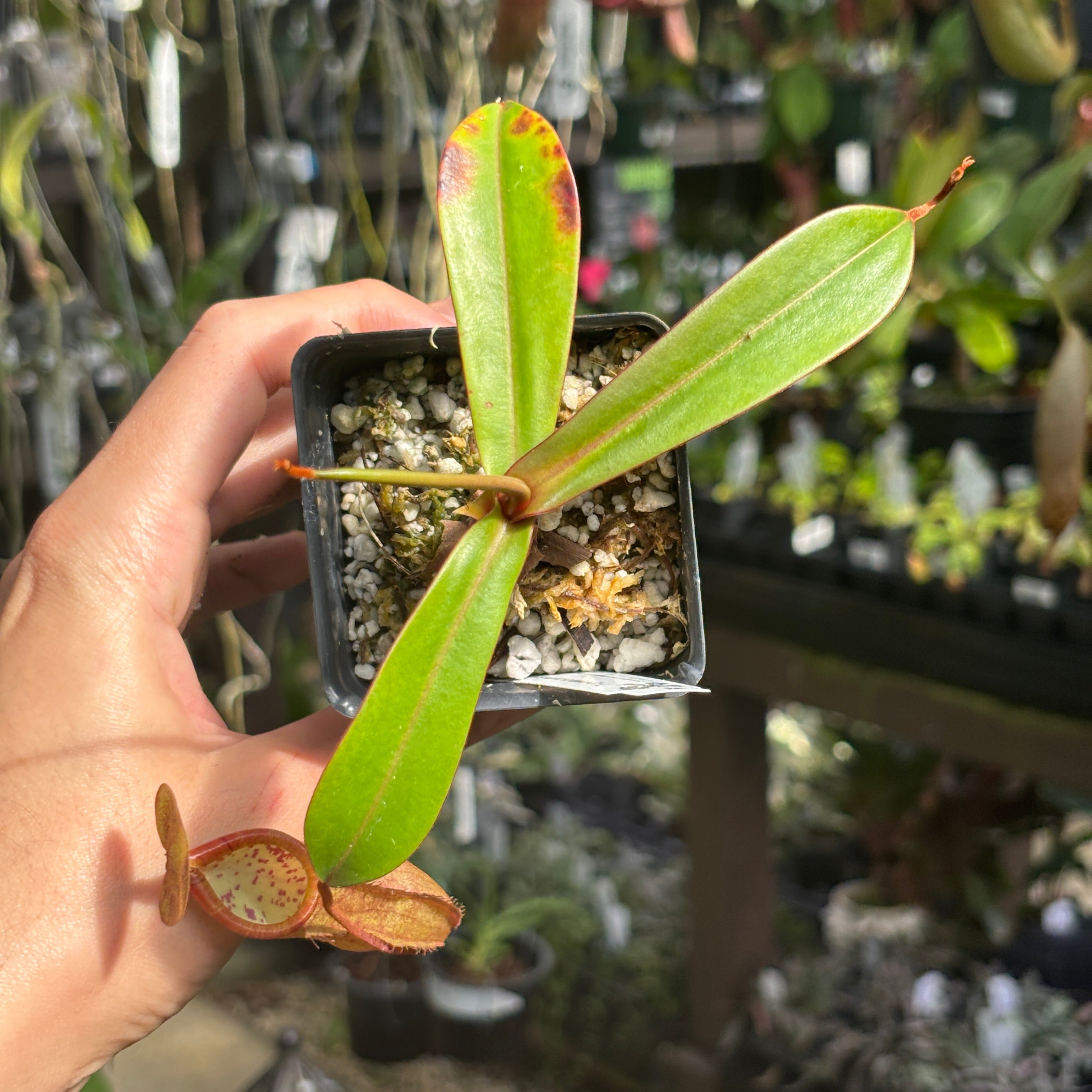 Nepenthes ramispina x robcantleyi, – Carnivero