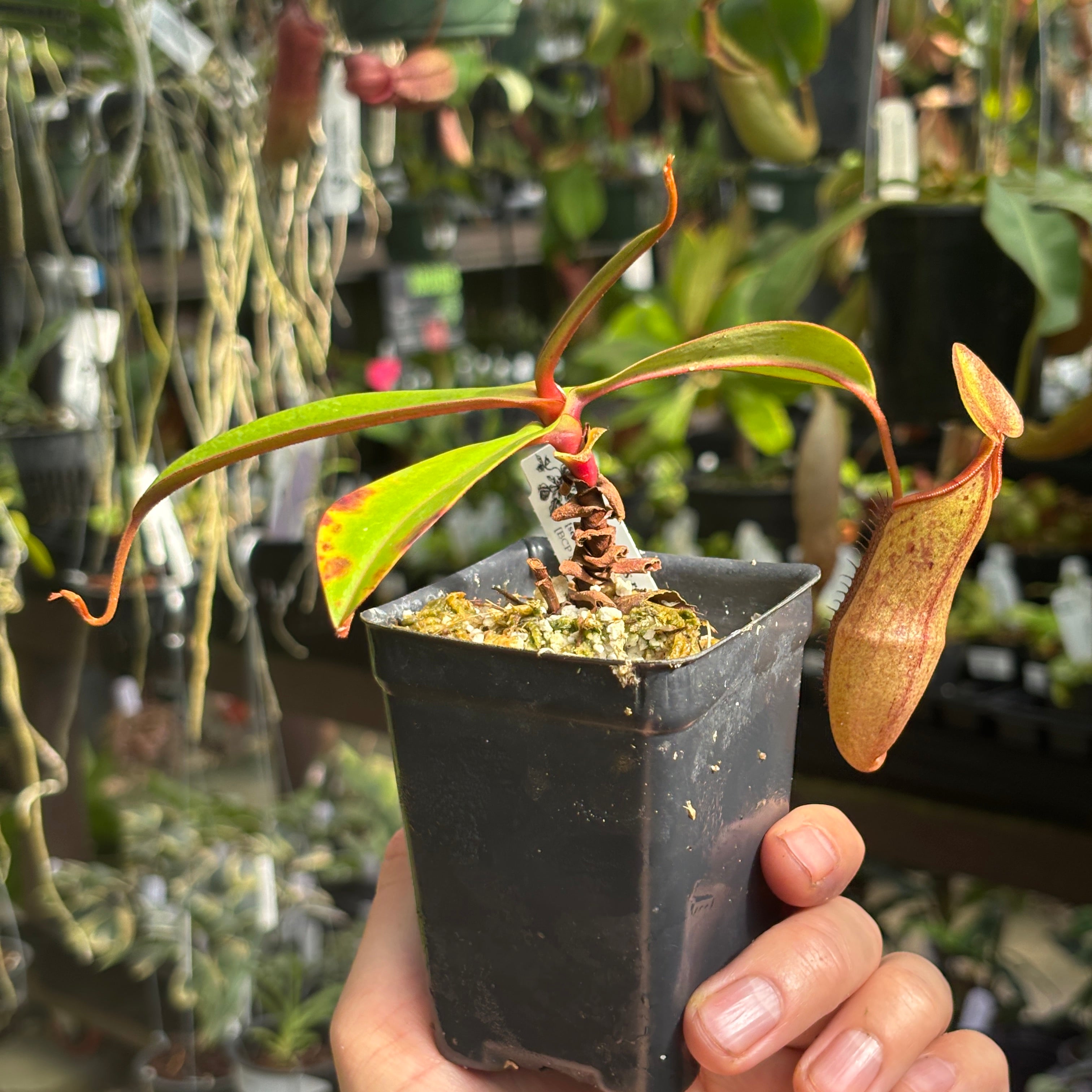 Nepenthes ramispina x robcantleyi, – Carnivero