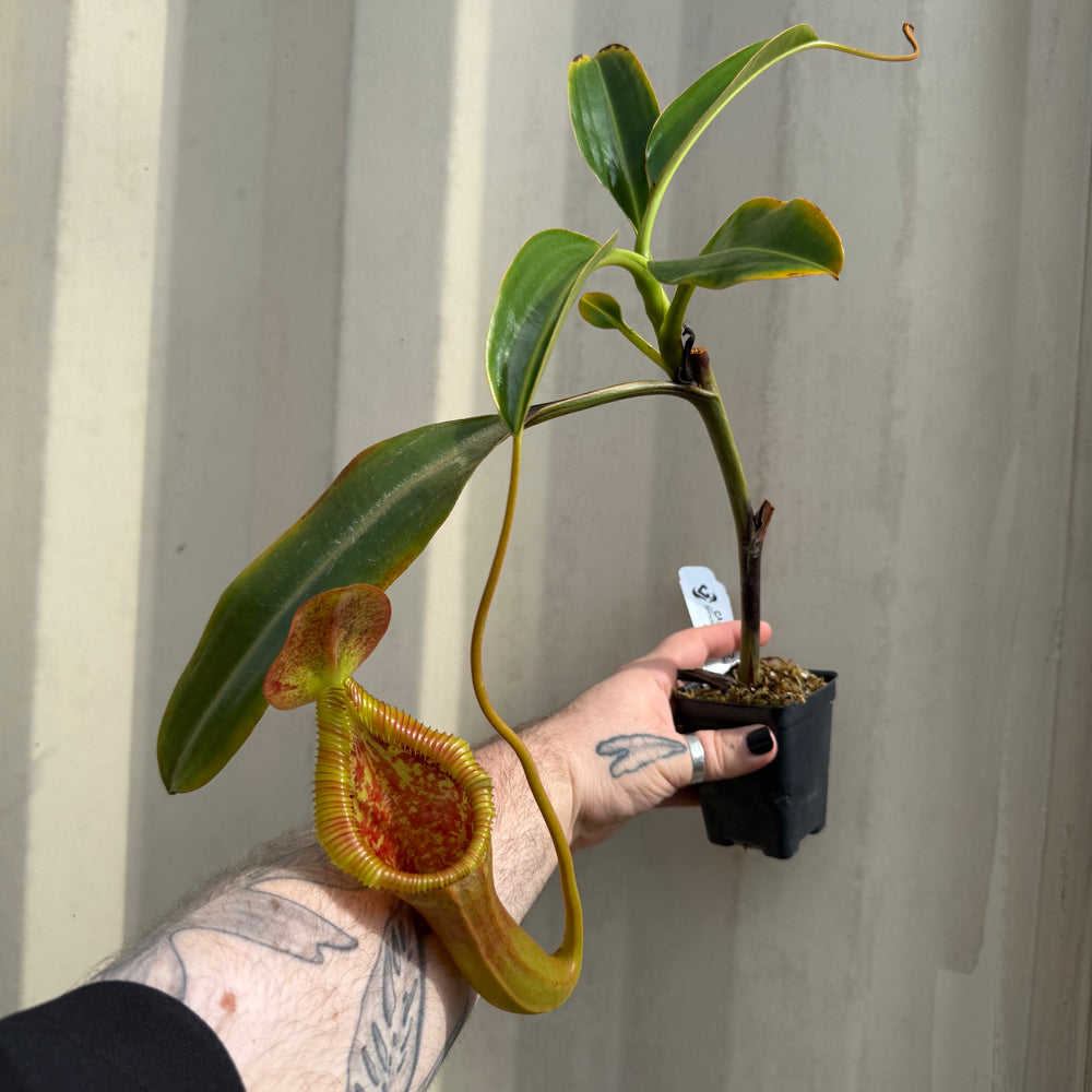 
                      
                        [W044] Nepenthes x trusmadiensis
                      
                    