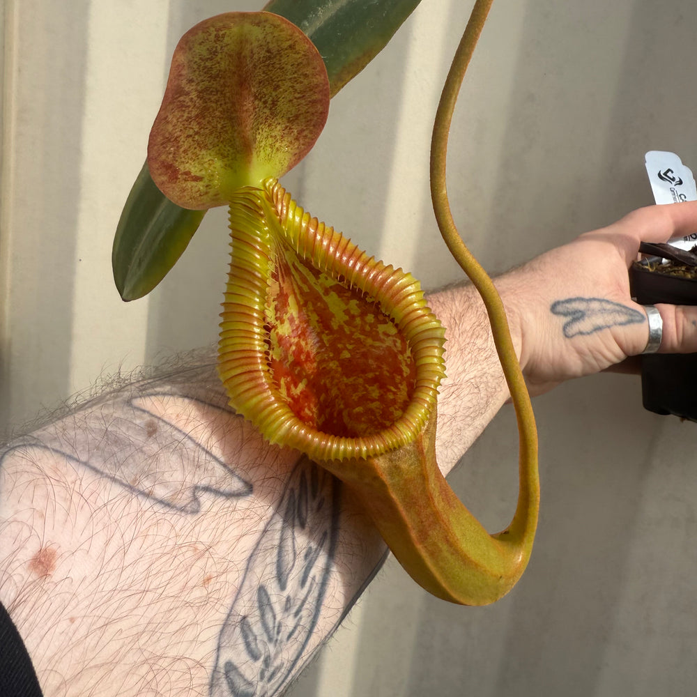 
                      
                        [W044] Nepenthes x trusmadiensis
                      
                    