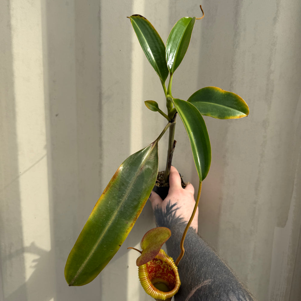 
                      
                        [W044] Nepenthes x trusmadiensis
                      
                    