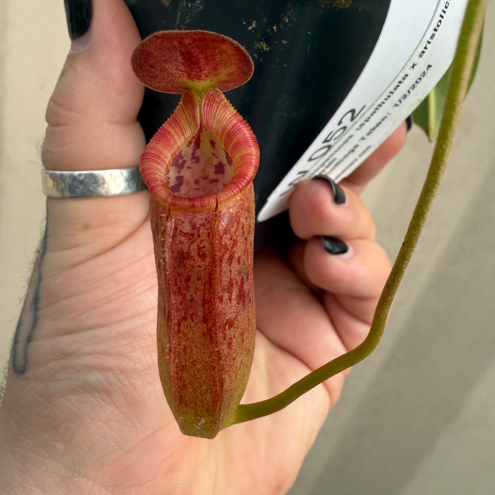 
                      
                        [W052] Nepenthes (spathulata x aristlichioides) x lowii
                      
                    