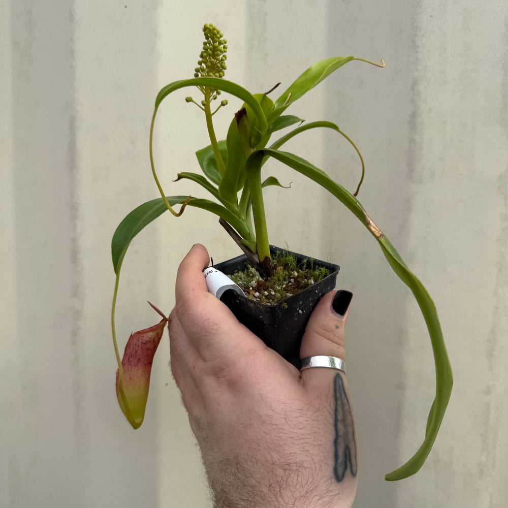 
                      
                        [W052] Nepenthes (spathulata x aristlichioides) x lowii
                      
                    