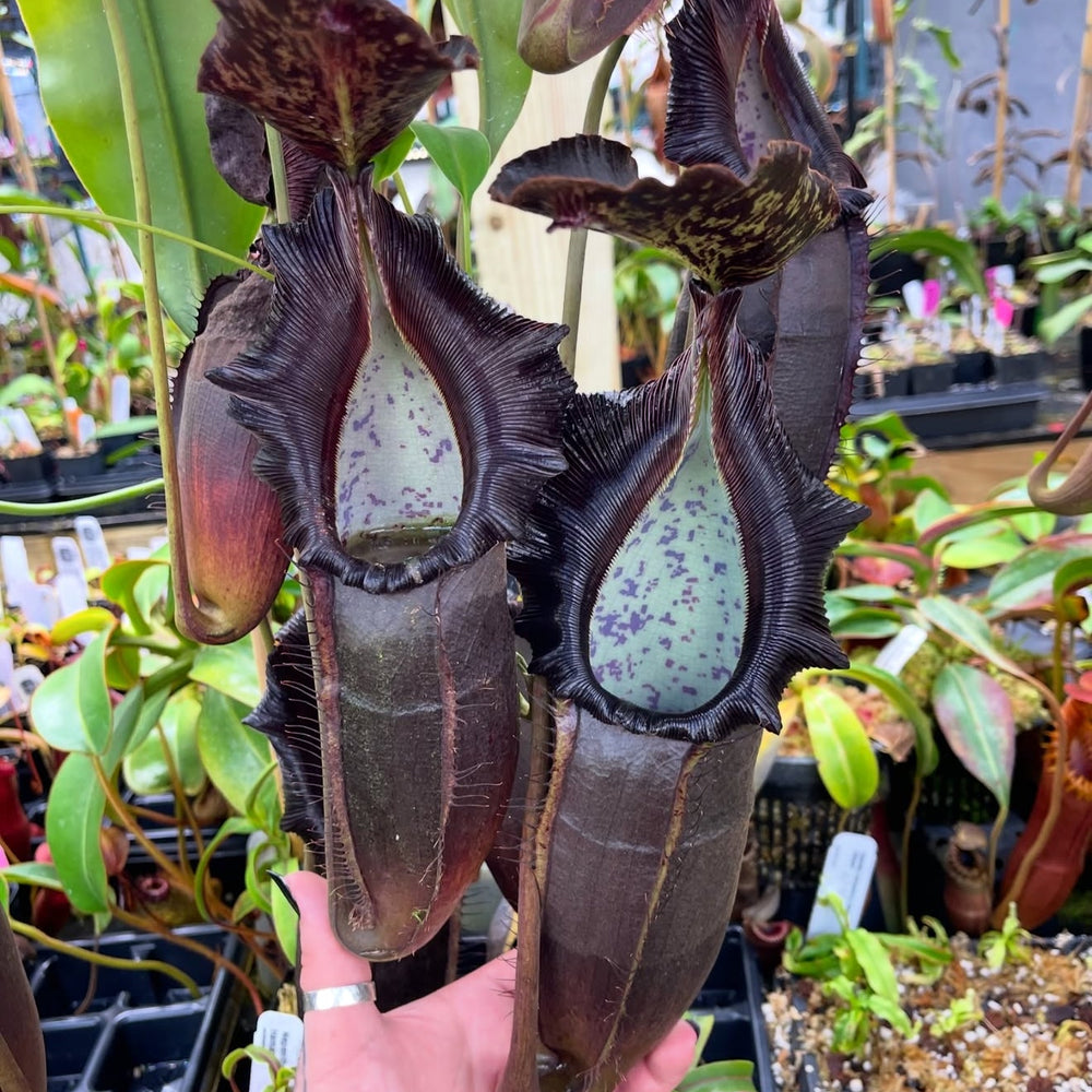 
                      
                        [W050] Nepenthes naga (seedgrown)
                      
                    