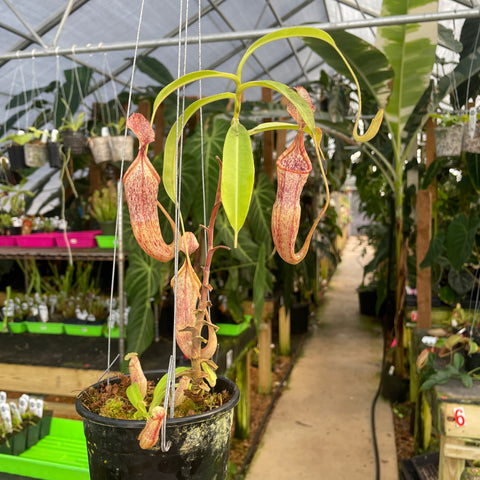 Large Nepenthes minima Tentata SG XXL unpotted pitcher plant with long pale green leaves and pink striped pitchers hanging in a greenhouse