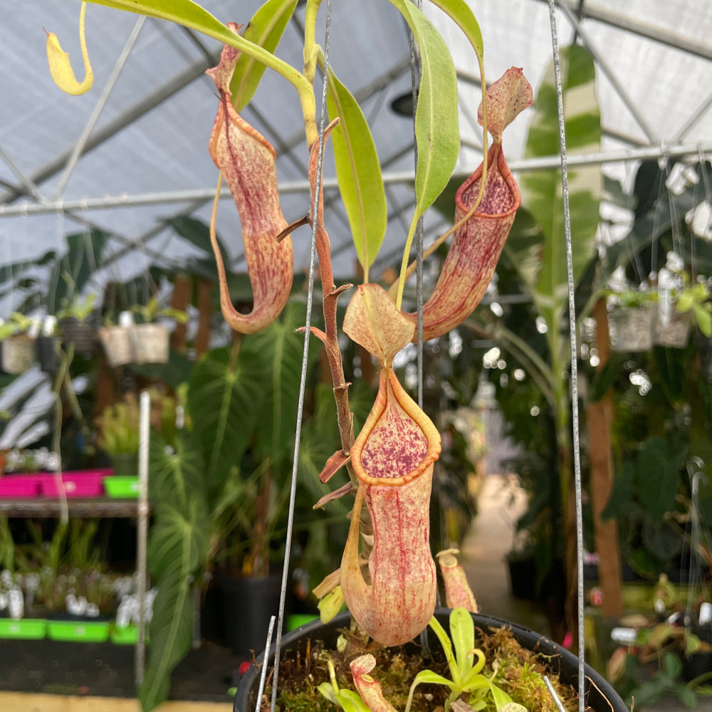 
                      
                        [A307] Nepenthes minima Tentata SG (XXL, unpotted)
                      
                    