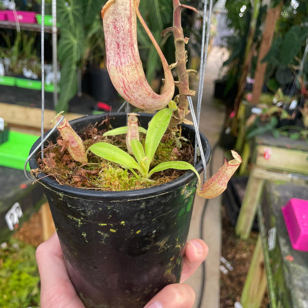 
                      
                        [A307] Nepenthes minima Tentata SG (XXL, unpotted)
                      
                    