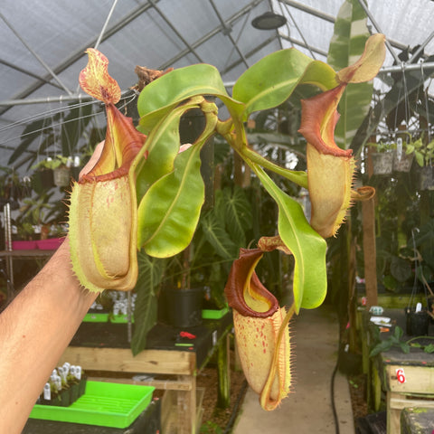 Gigantic Nepenthes pitcher plant hybrid held by hand with large pale yellow pitchers and red rims in a greenhouse.