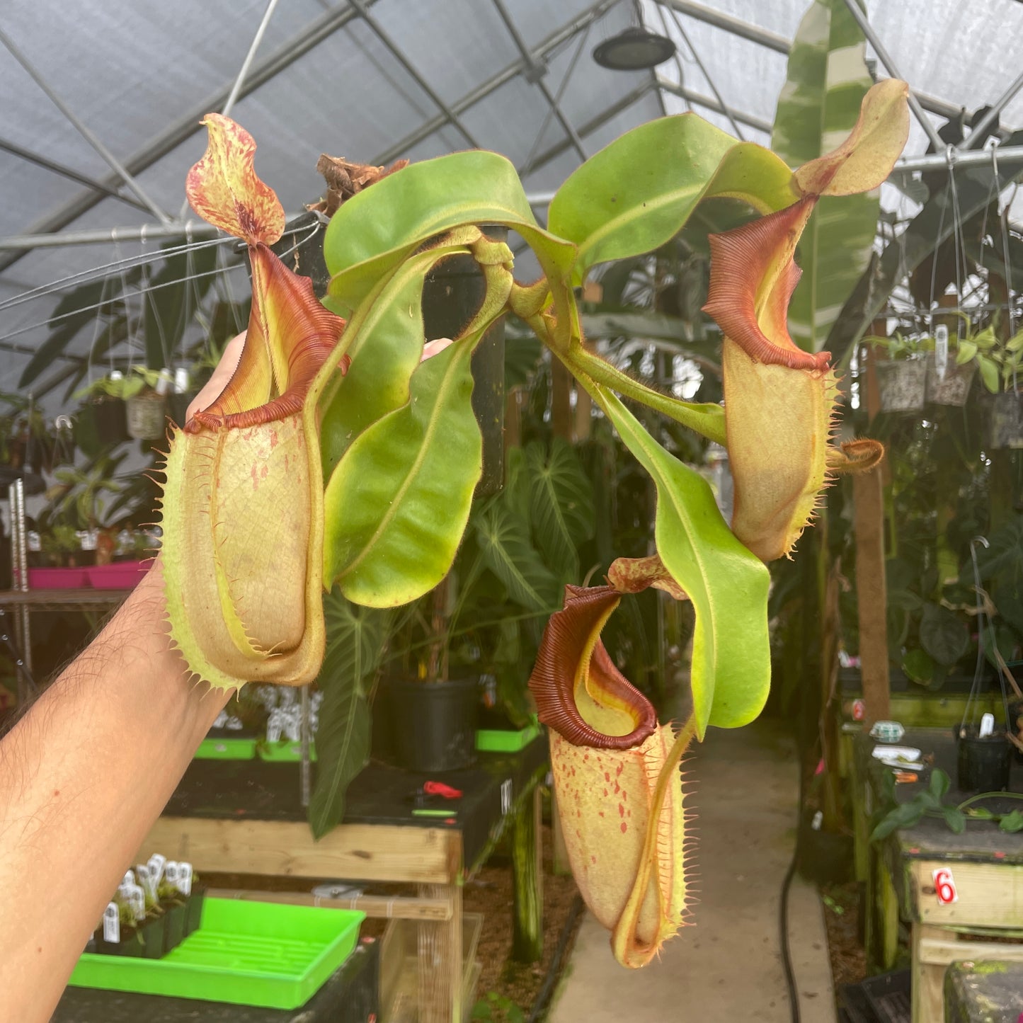 [A309] Nepenthes (tiveyi x veitchii) x veitchii (k) (XXL, unpotted)