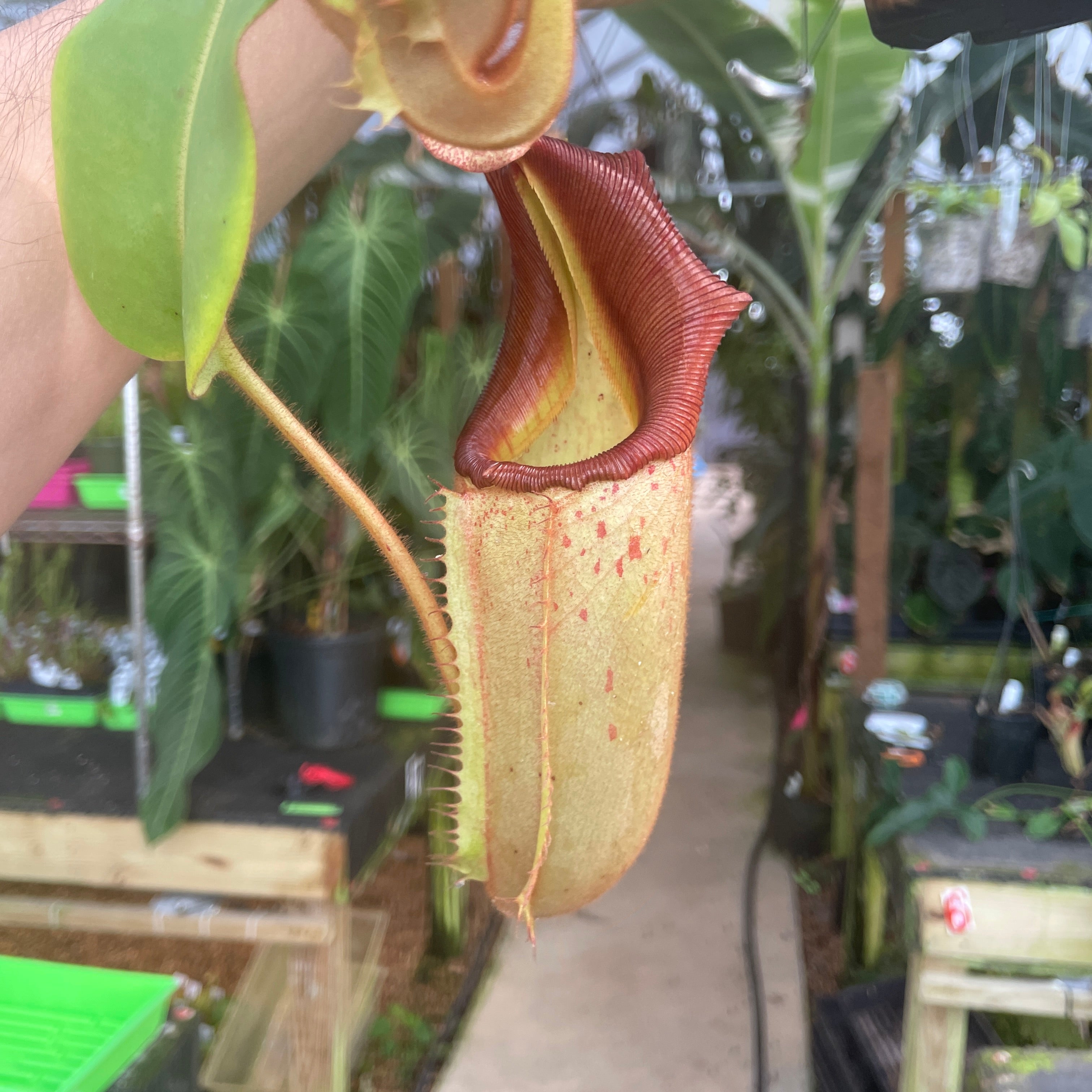 A309] Nepenthes (tiveyi x veitchii) x veitchii (k) (XXL, unpotted