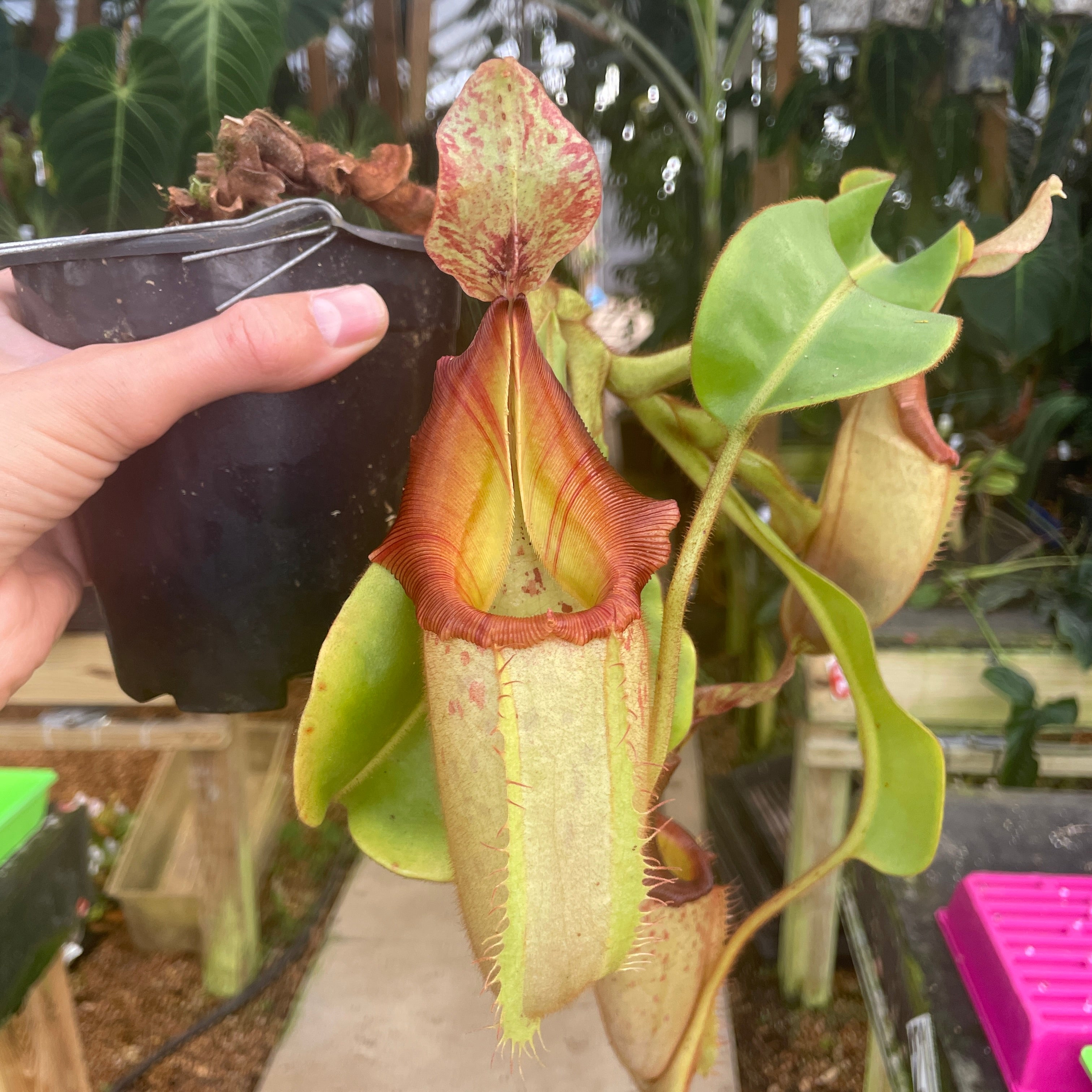A309] Nepenthes (tiveyi x veitchii) x veitchii (k) (XXL, unpotted