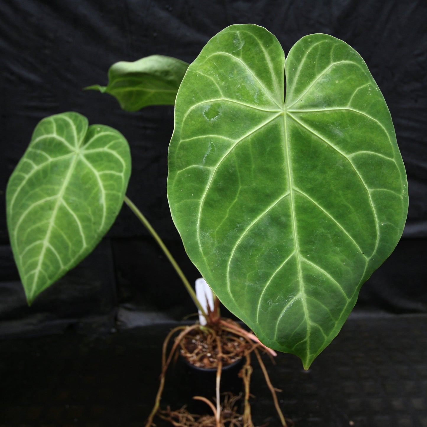 anthurium forgetii seeds Anthurium magnificum seeds – Carnivero