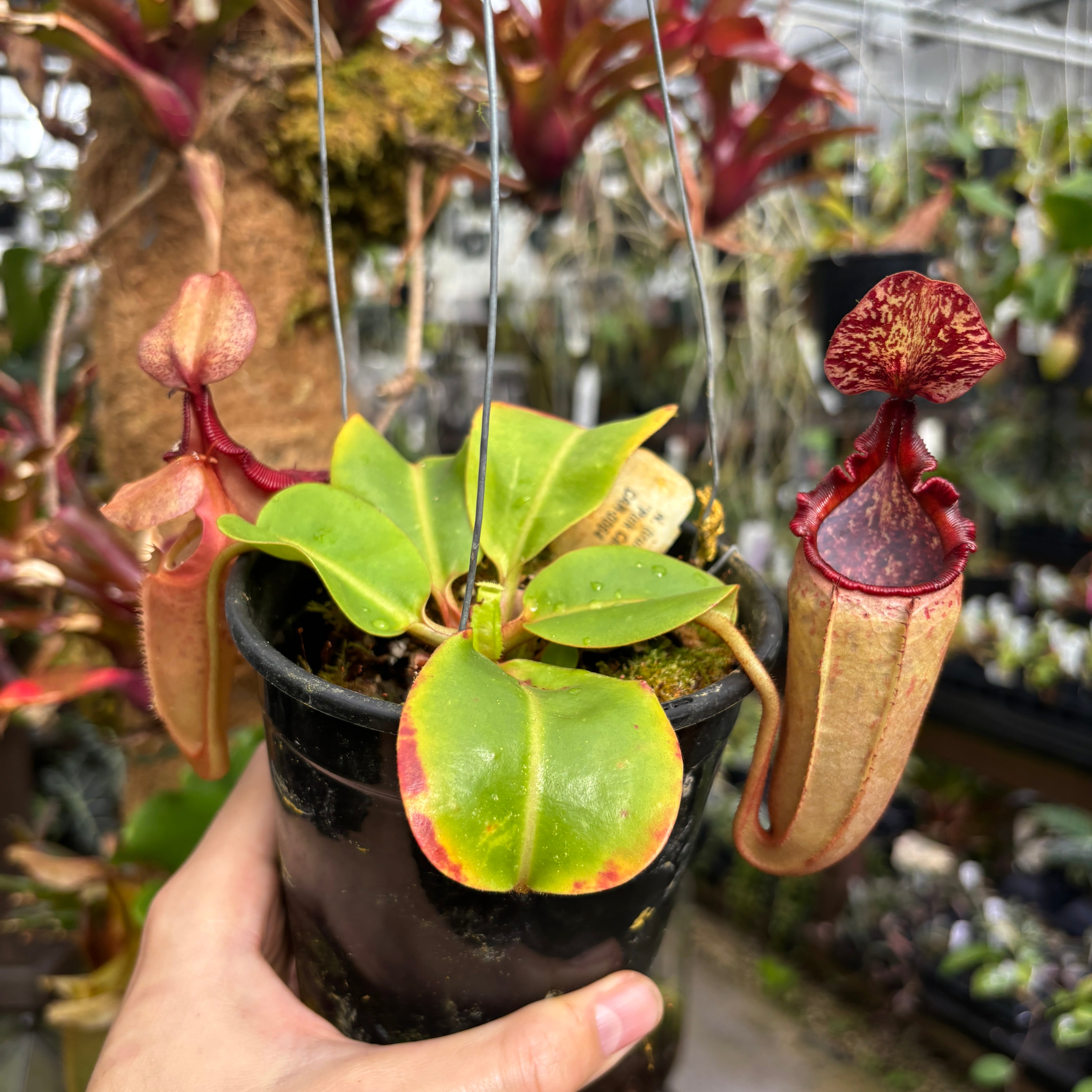 A1146] Nepenthes (truncata x campanulata) x veitchii 