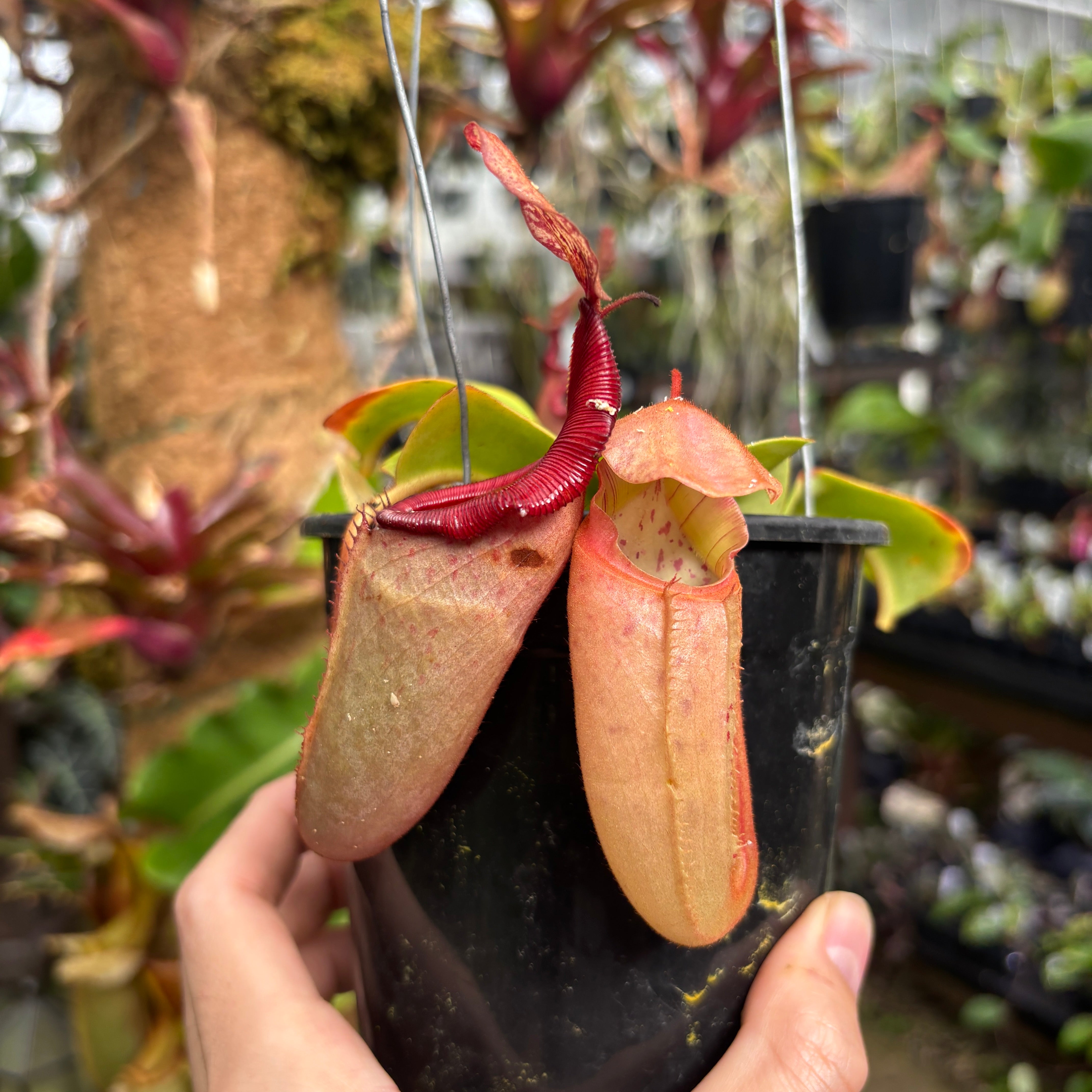 A1146] Nepenthes (truncata x campanulata) x veitchii 