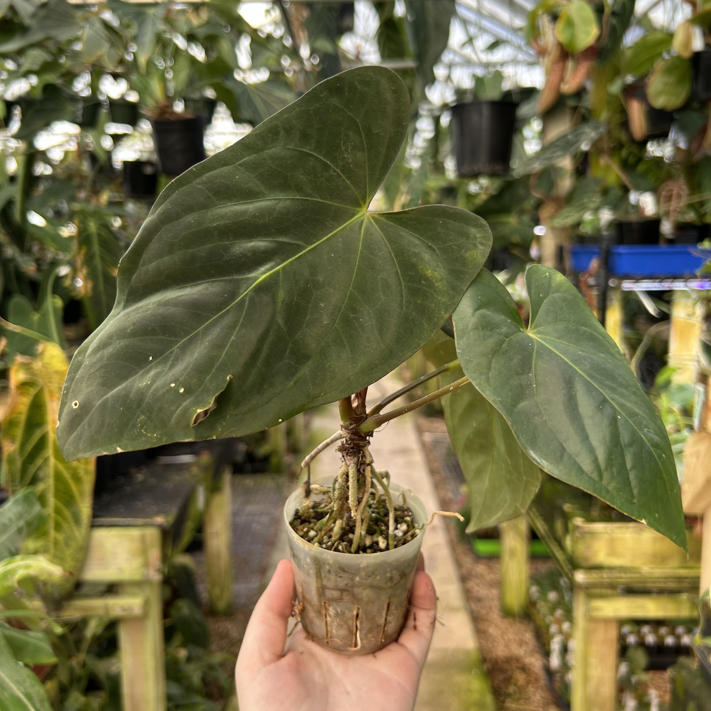 W111] Anthurium papilliaminum (Ree clone) x dressleri – Carnivero