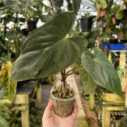 Anthurium papilliaminum Ree clone x dressleri with a large leaf in a mossy pot held by a hand.