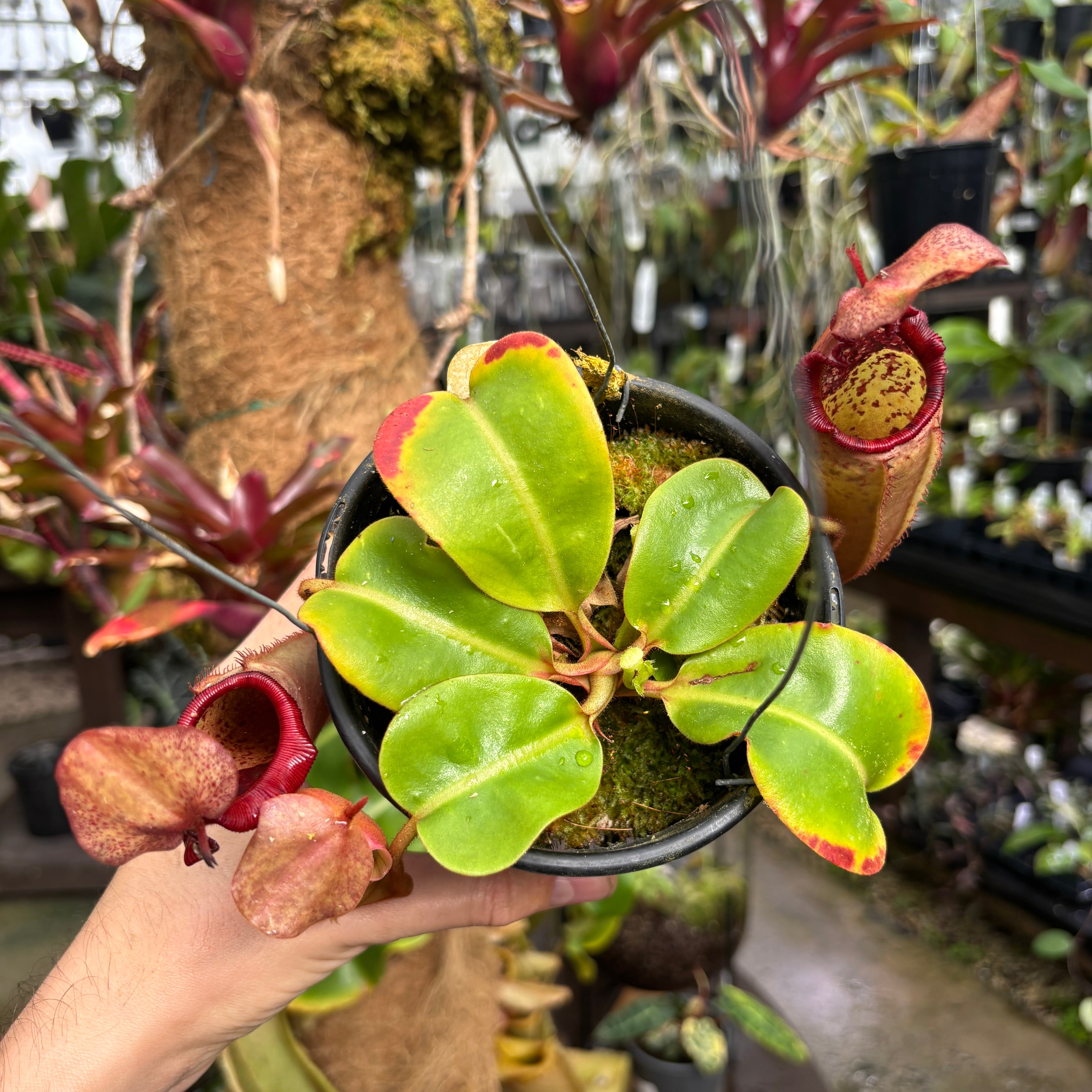 A1146] Nepenthes (truncata x campanulata) x veitchii 