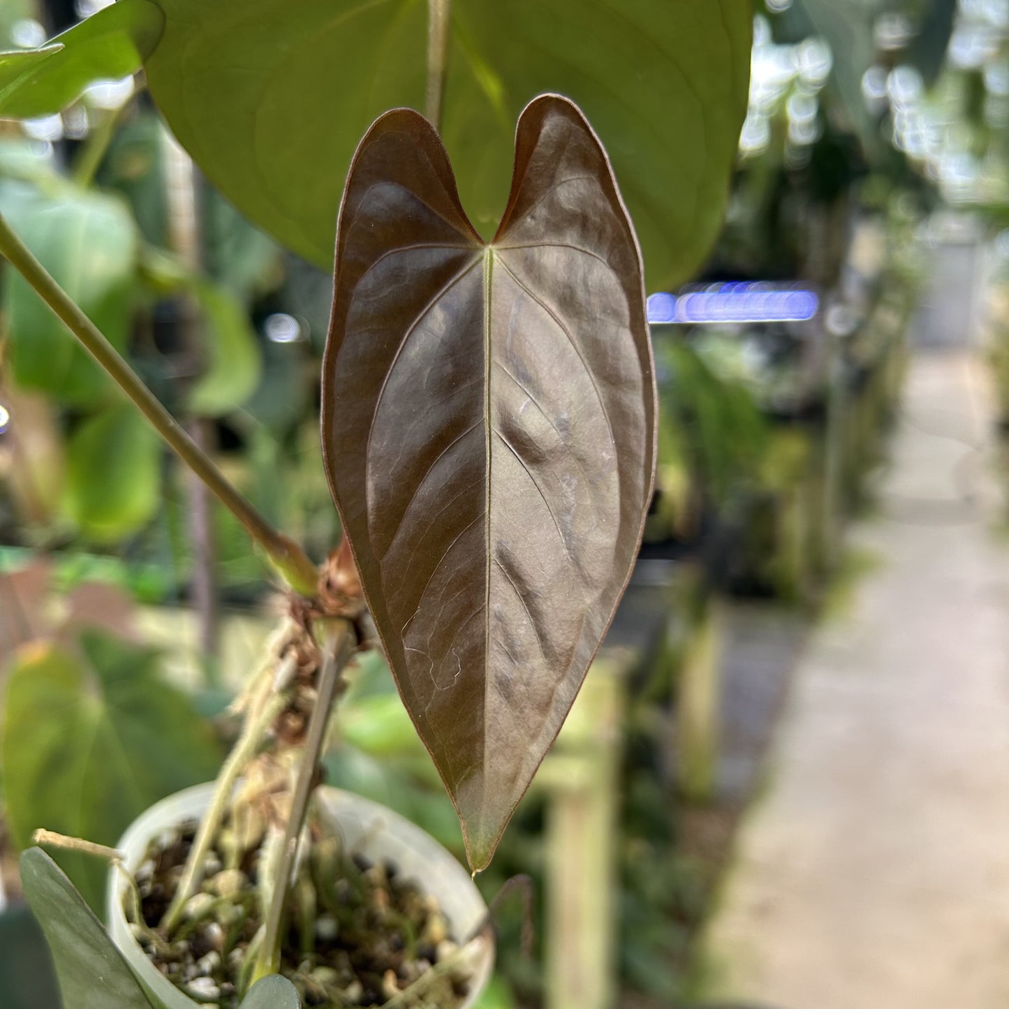 [W111] Anthurium papilliaminum (Ree clone) x dressleri