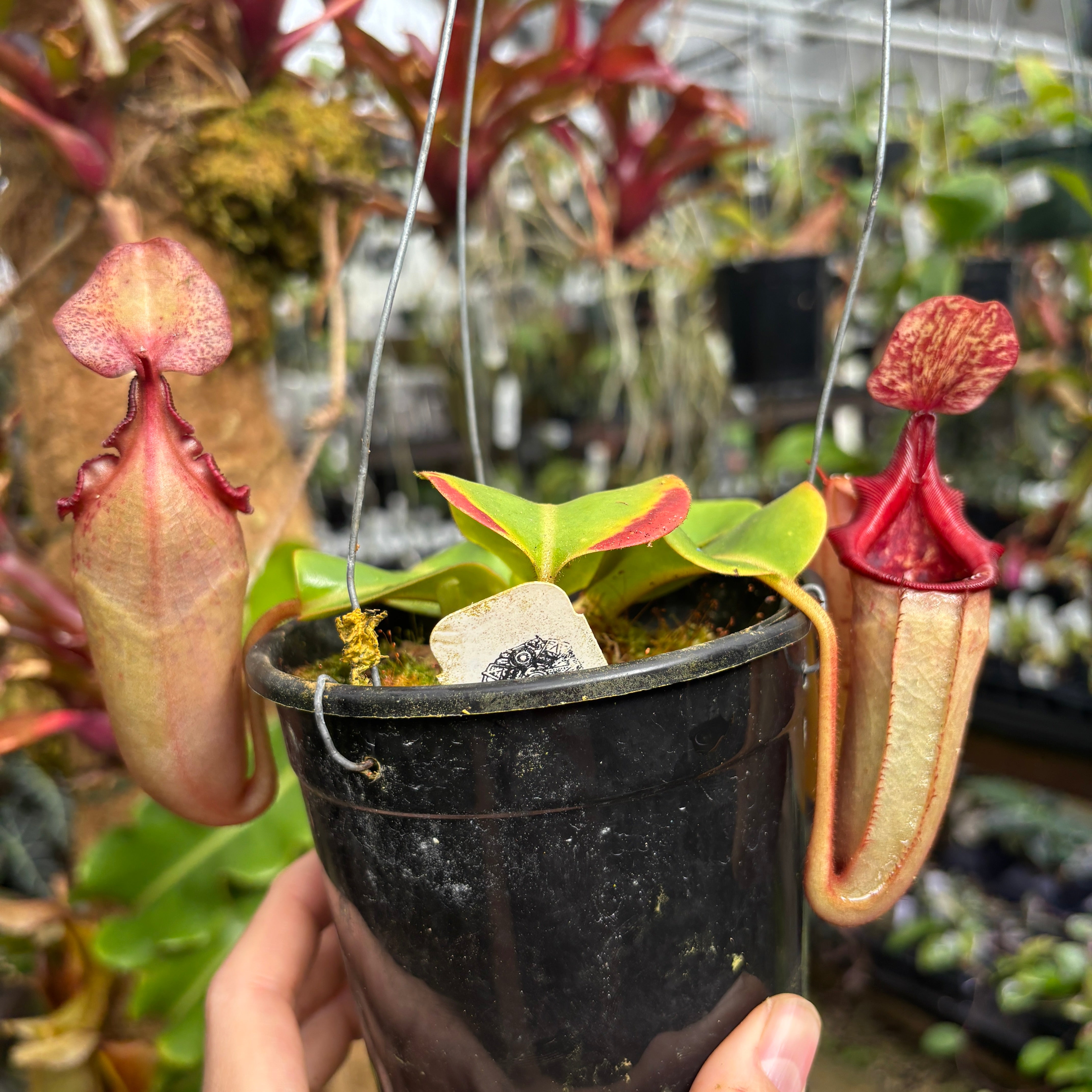 A1146] Nepenthes (truncata x campanulata) x veitchii 