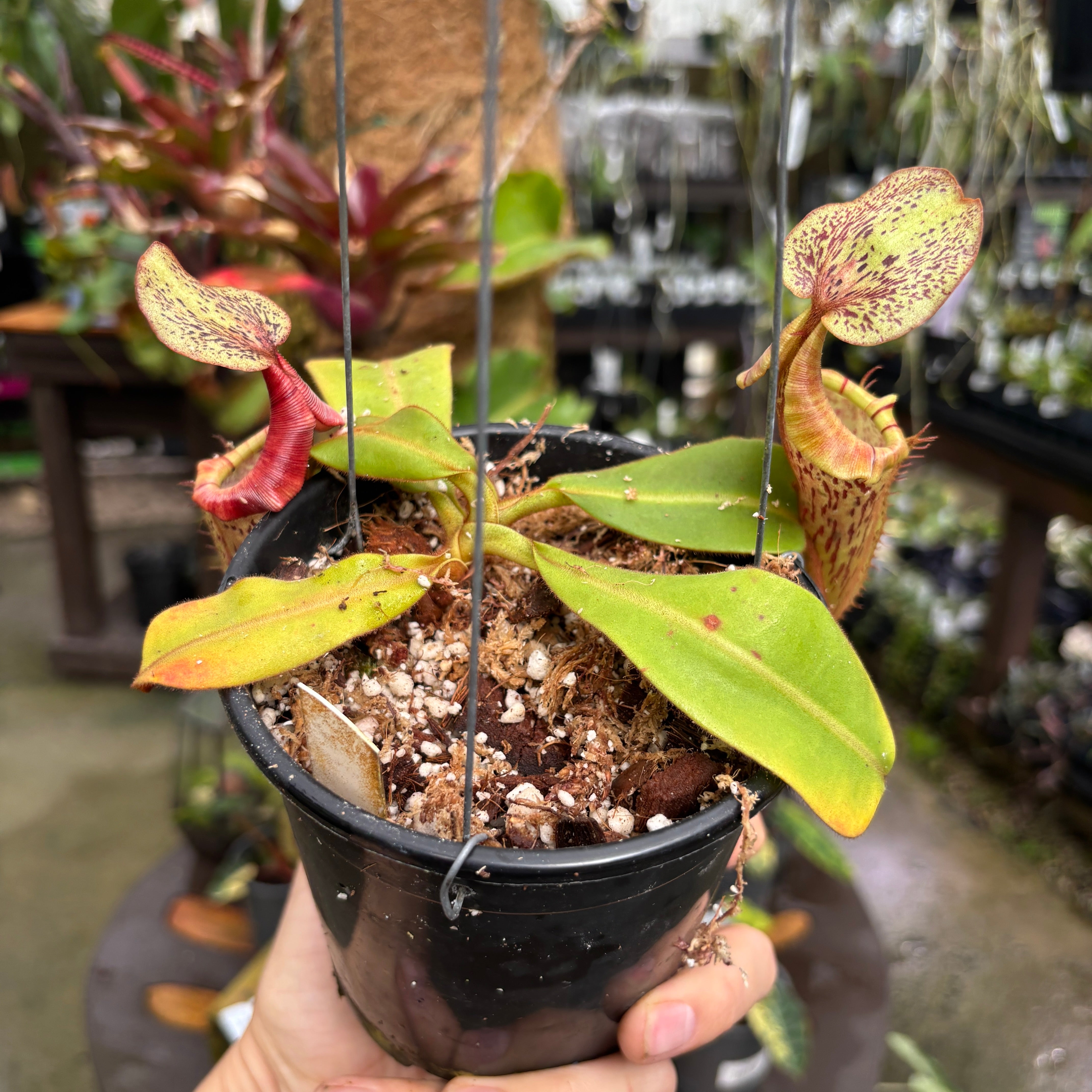 A1147] Nepenthes tiveyi, BE clone (XL) – Carnivero