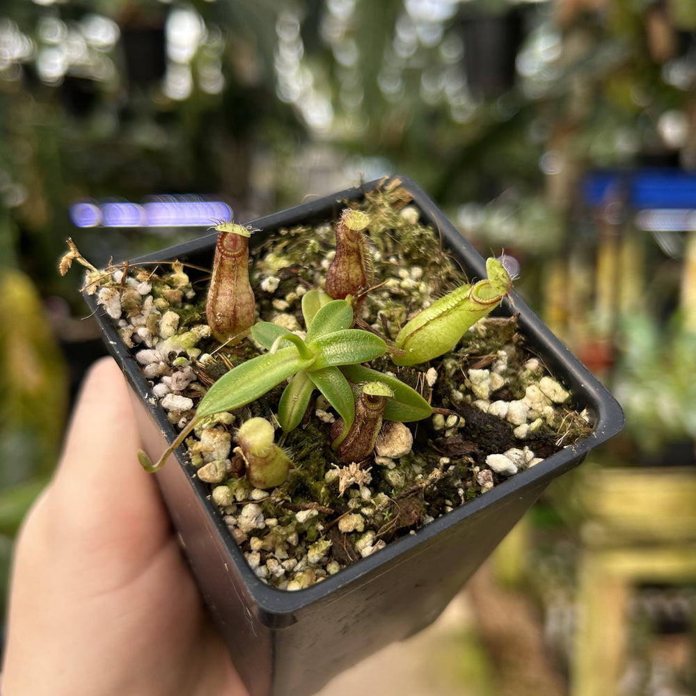 [W116] Nepenthes nigra (Gunung Katopasa)
